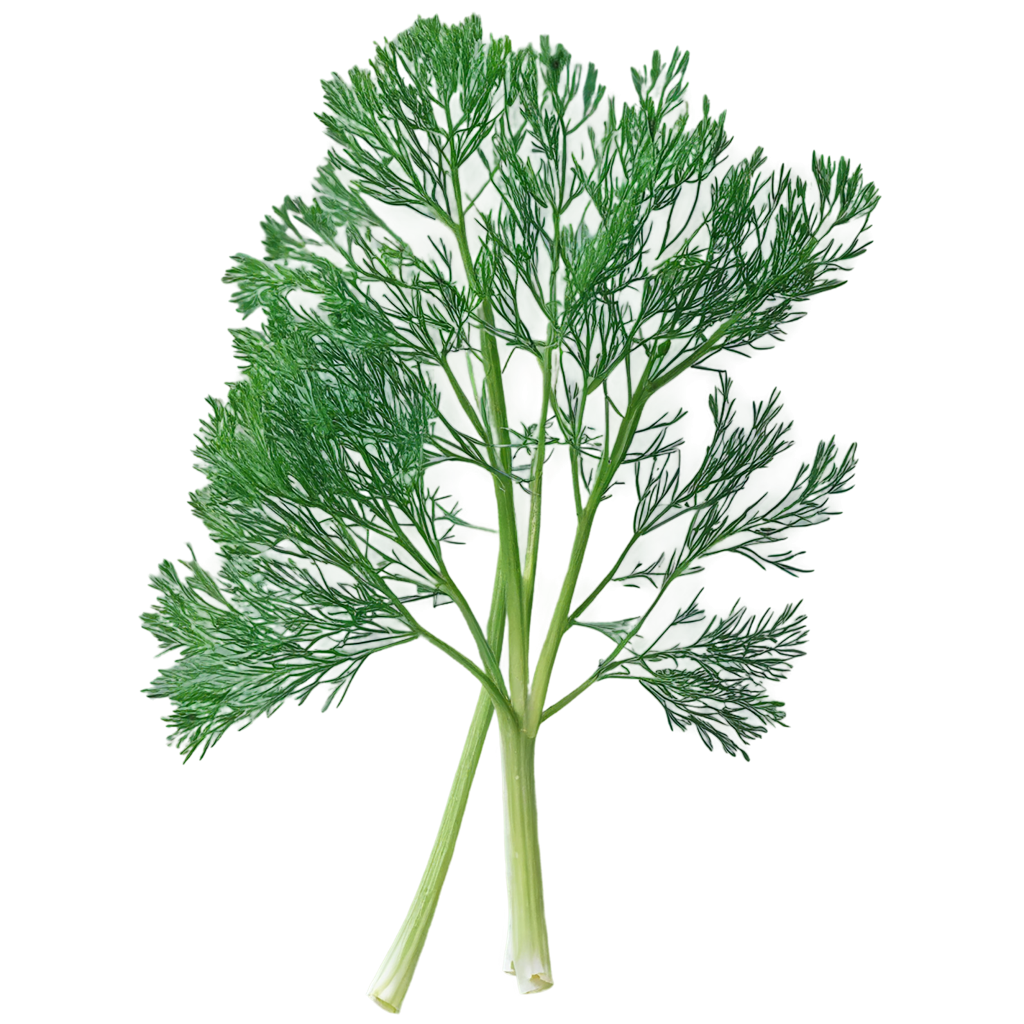 Dill Herbs isolated on transparent background, #6993