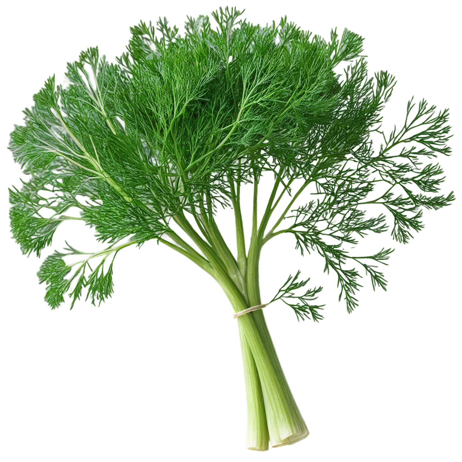 Dill Herbs isolated on transparent background, #6994