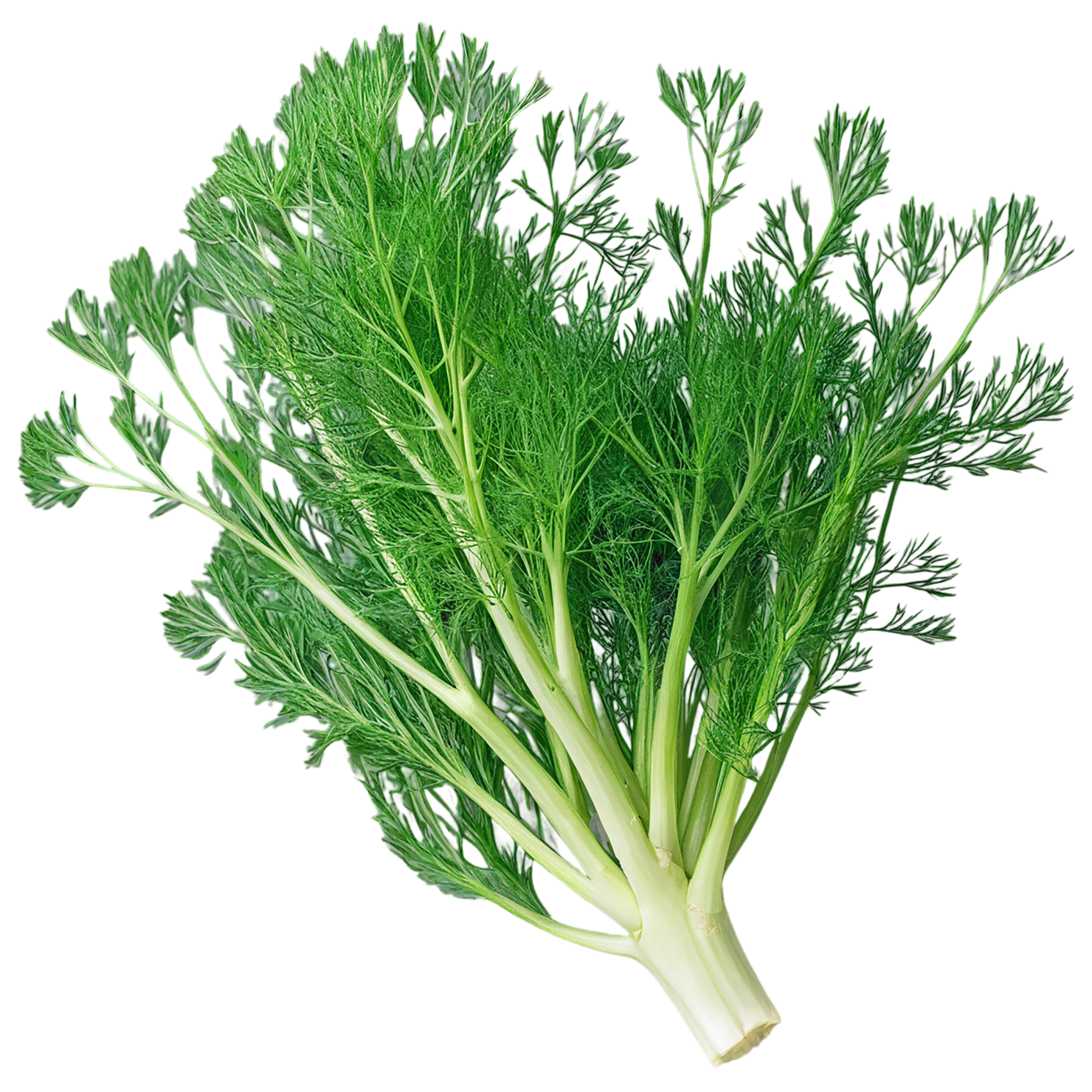 Dill Herbs isolated on transparent background, #6997
