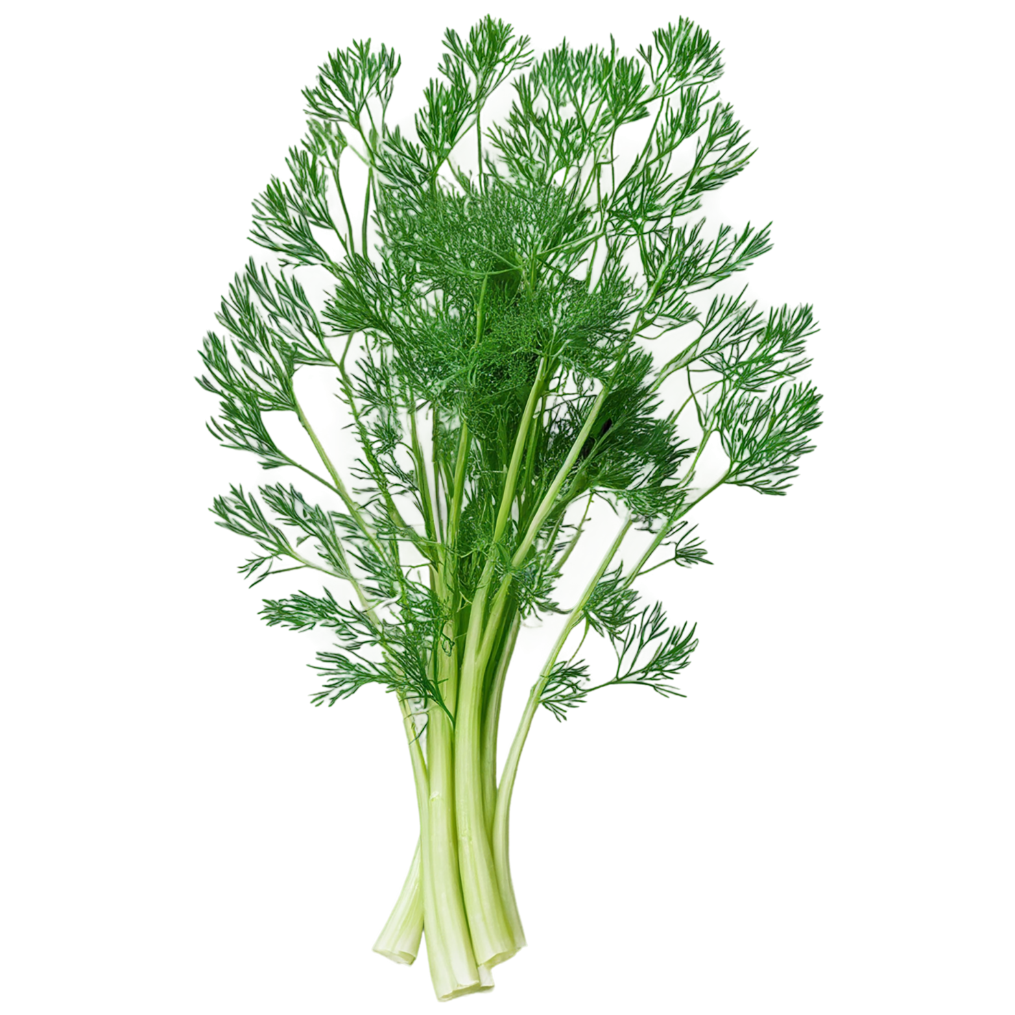 Dill Herbs isolated on transparent background, #6999