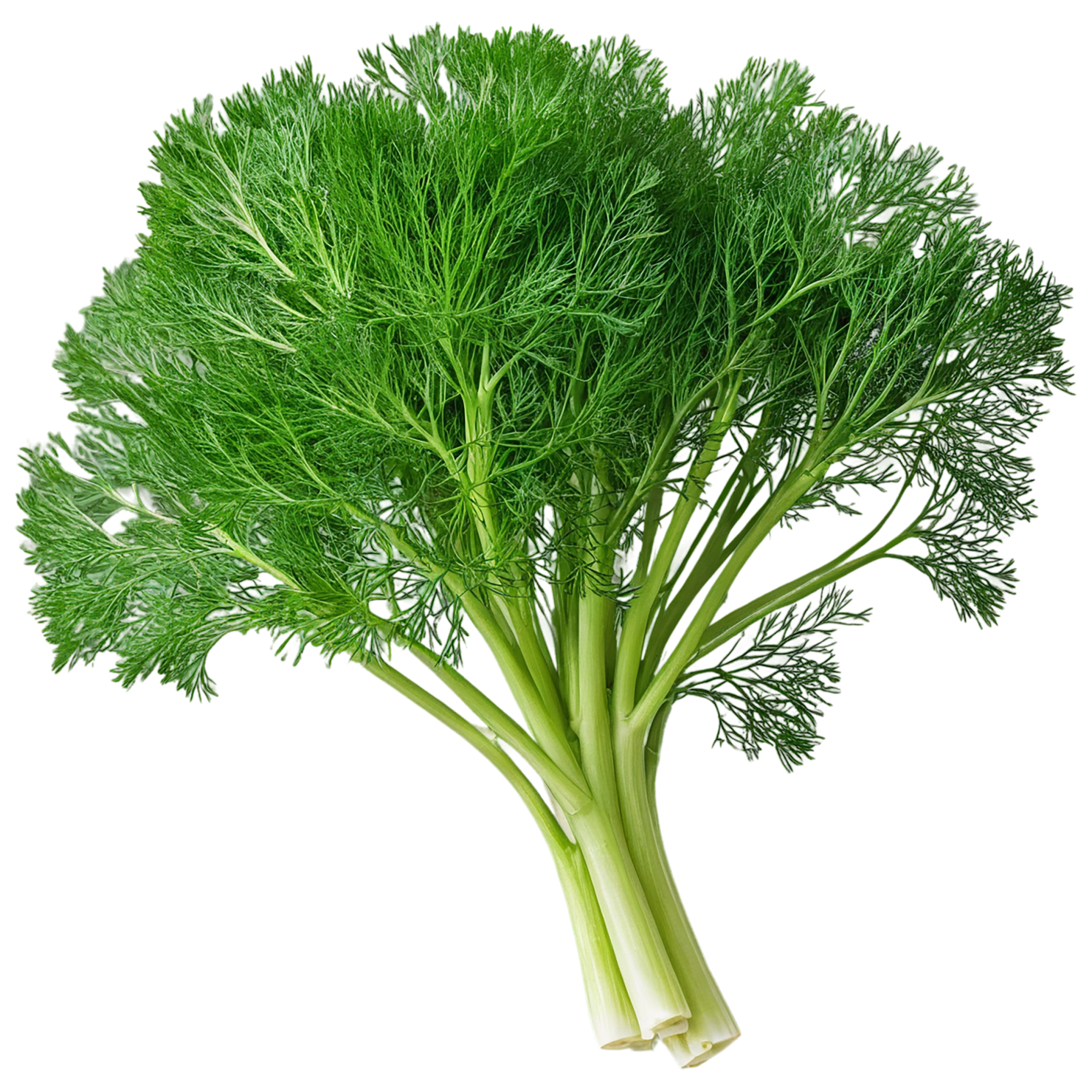 Dill Herbs isolated on transparent background, #7002