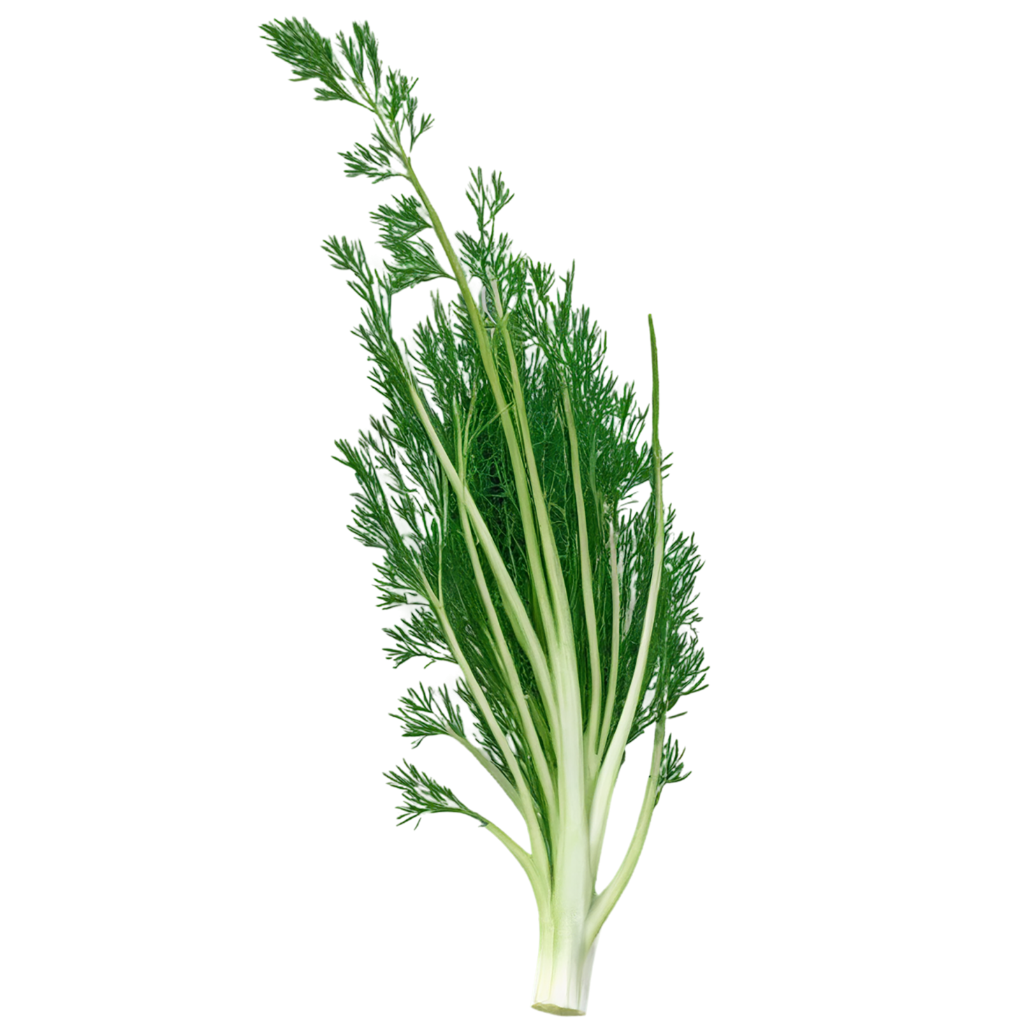 Dill Herbs isolated on transparent background, #7005