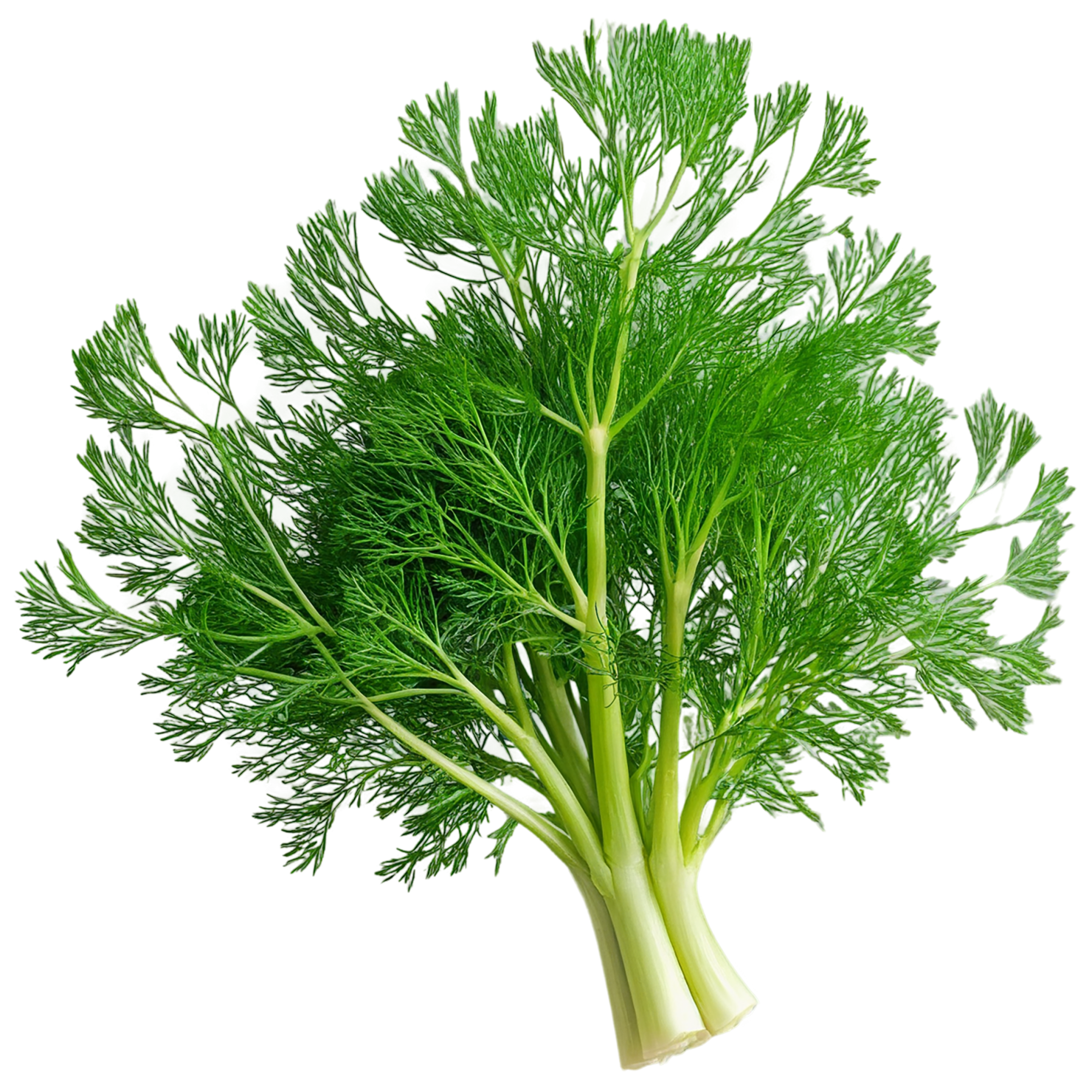 Dill Herbs isolated on transparent background, #7006