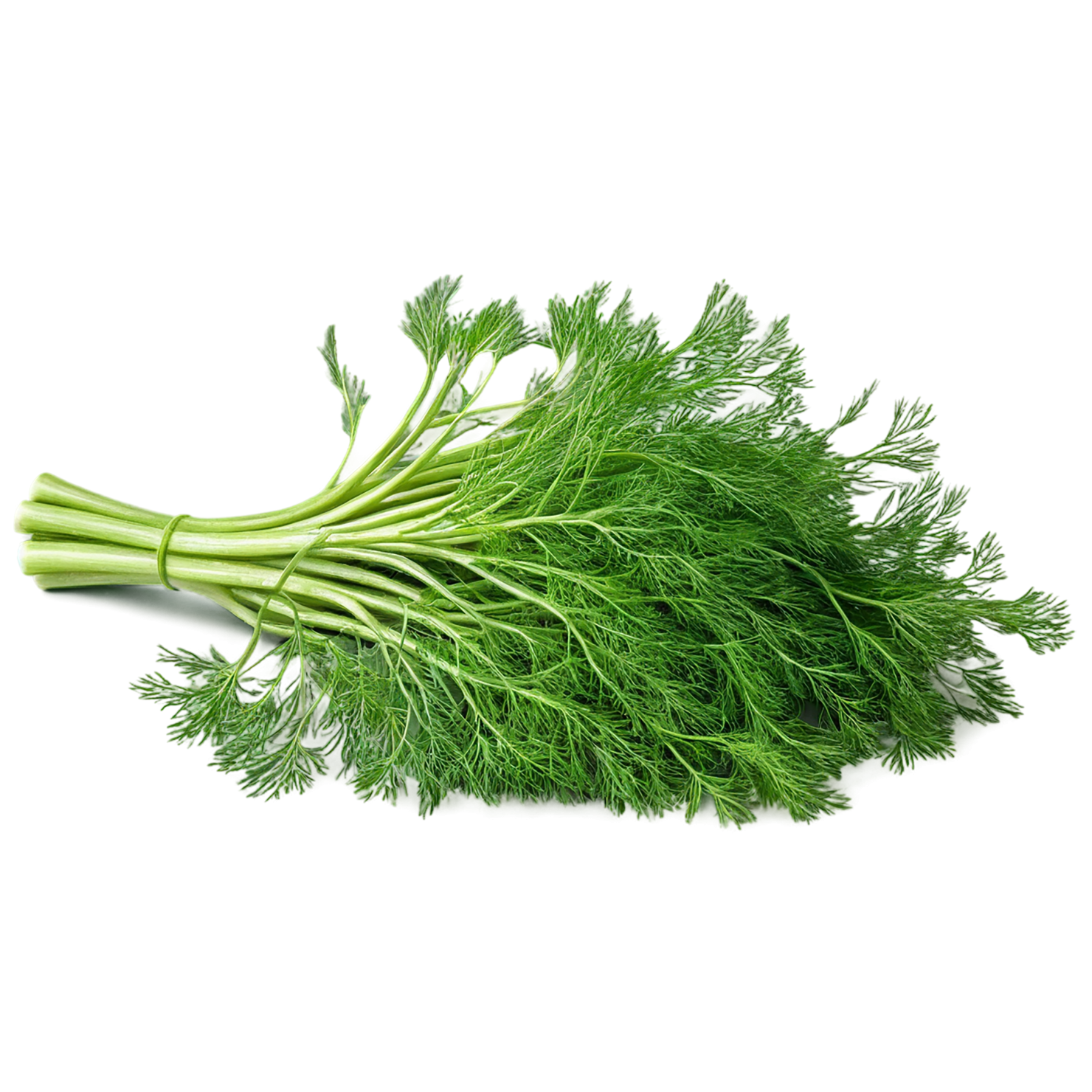 Dill Herbs isolated on transparent background, #7009
