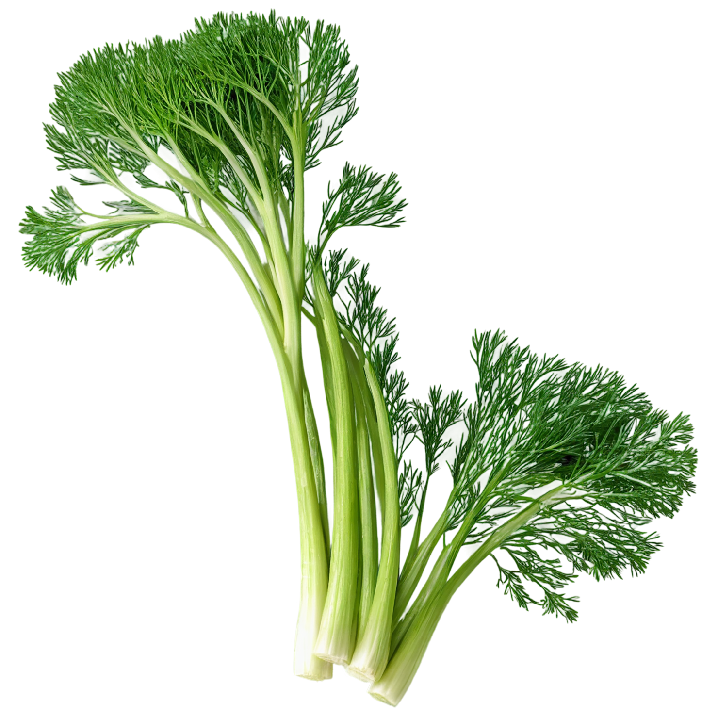 Dill Herbs isolated on transparent background, #7012