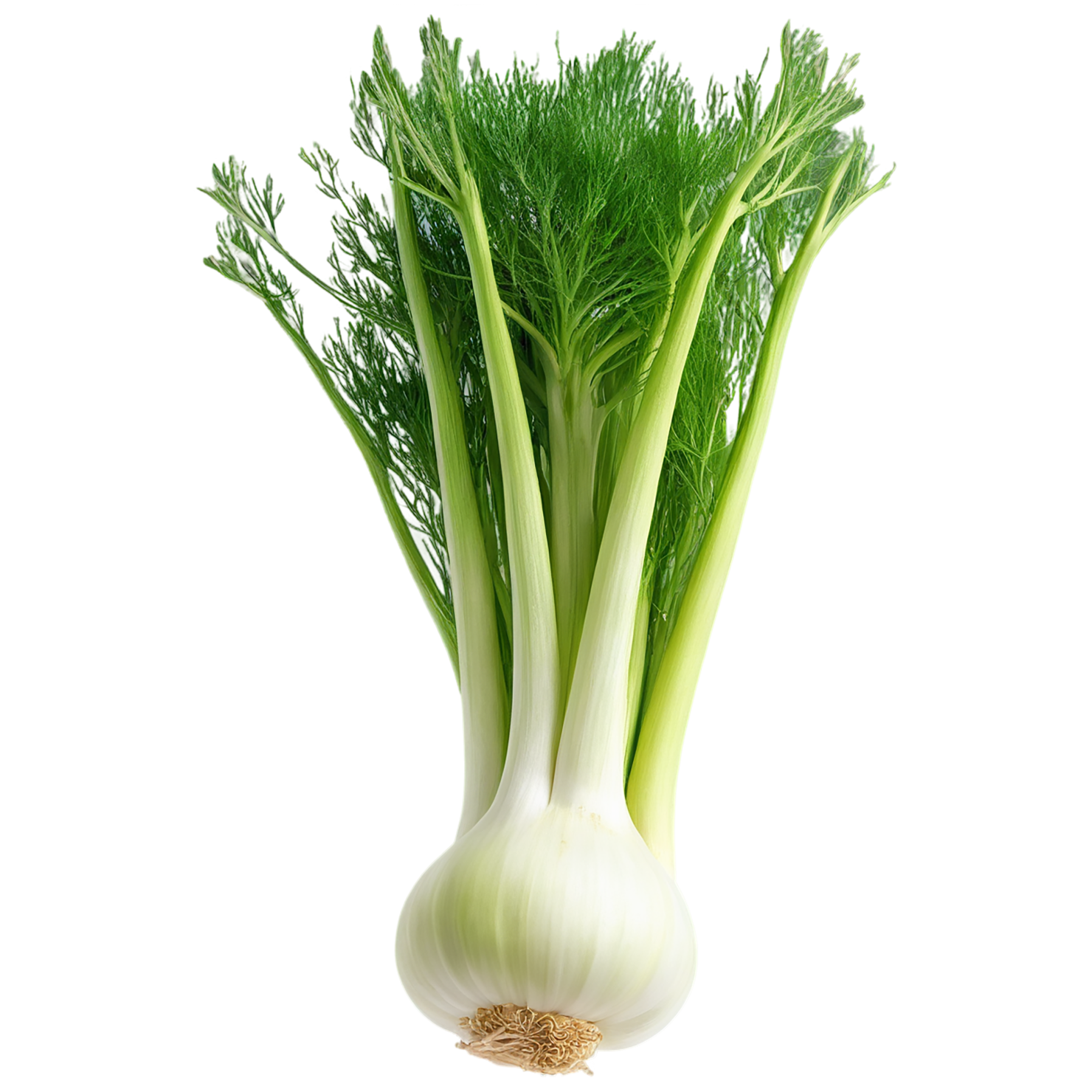 Fennel Herbs isolated on transparent background, #7016