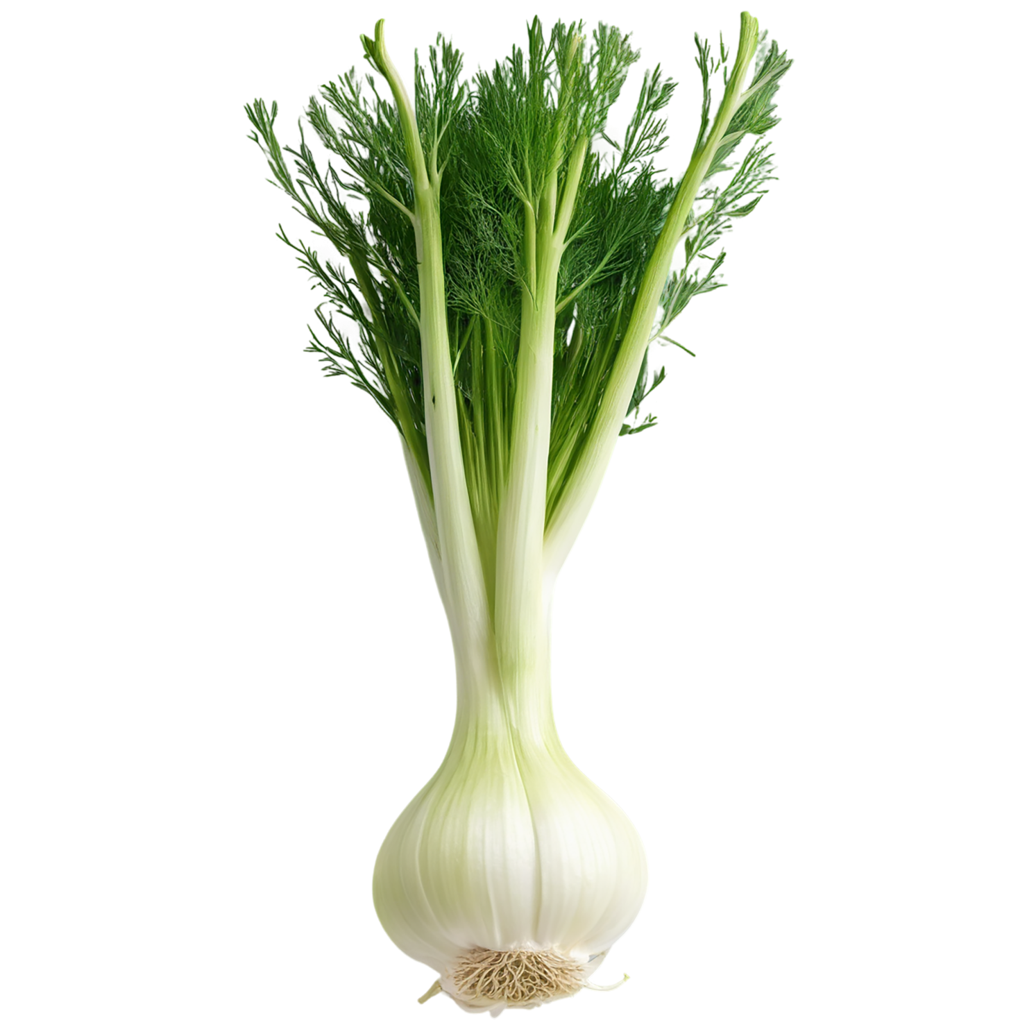 Fennel Herbs isolated on transparent background, #7017