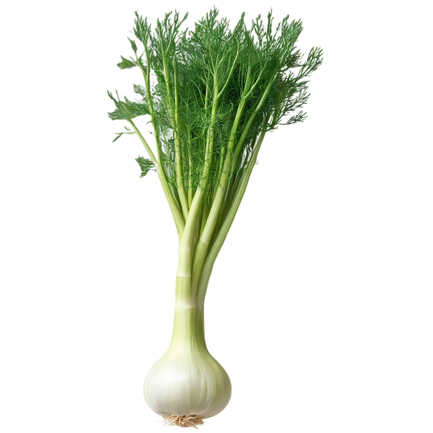 Fennel Herbs isolated on transparent background, #7019