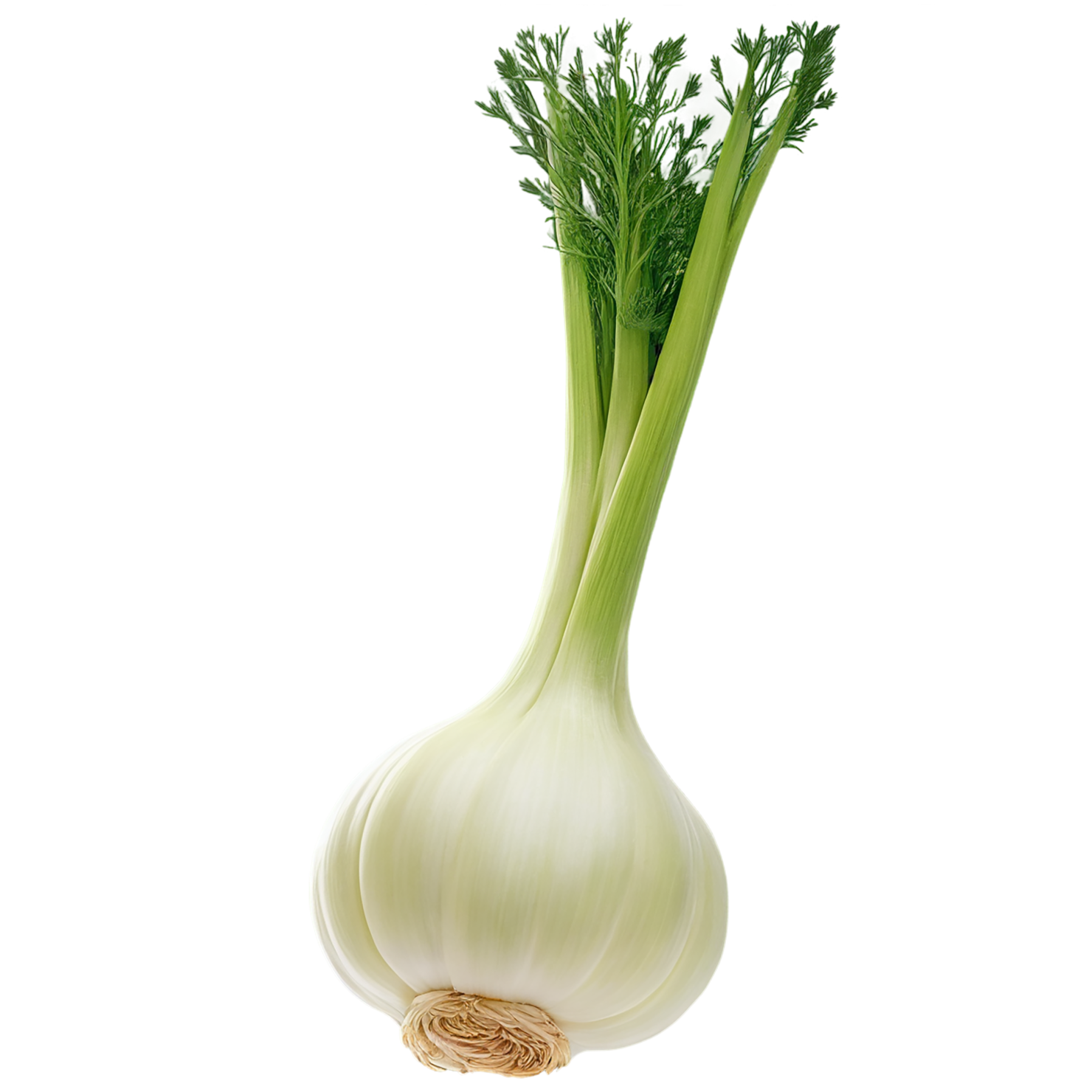 Fennel Herbs isolated on transparent background, #7022