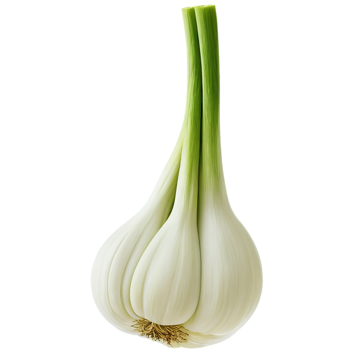 Fennel Herbs isolated on transparent background, #7024