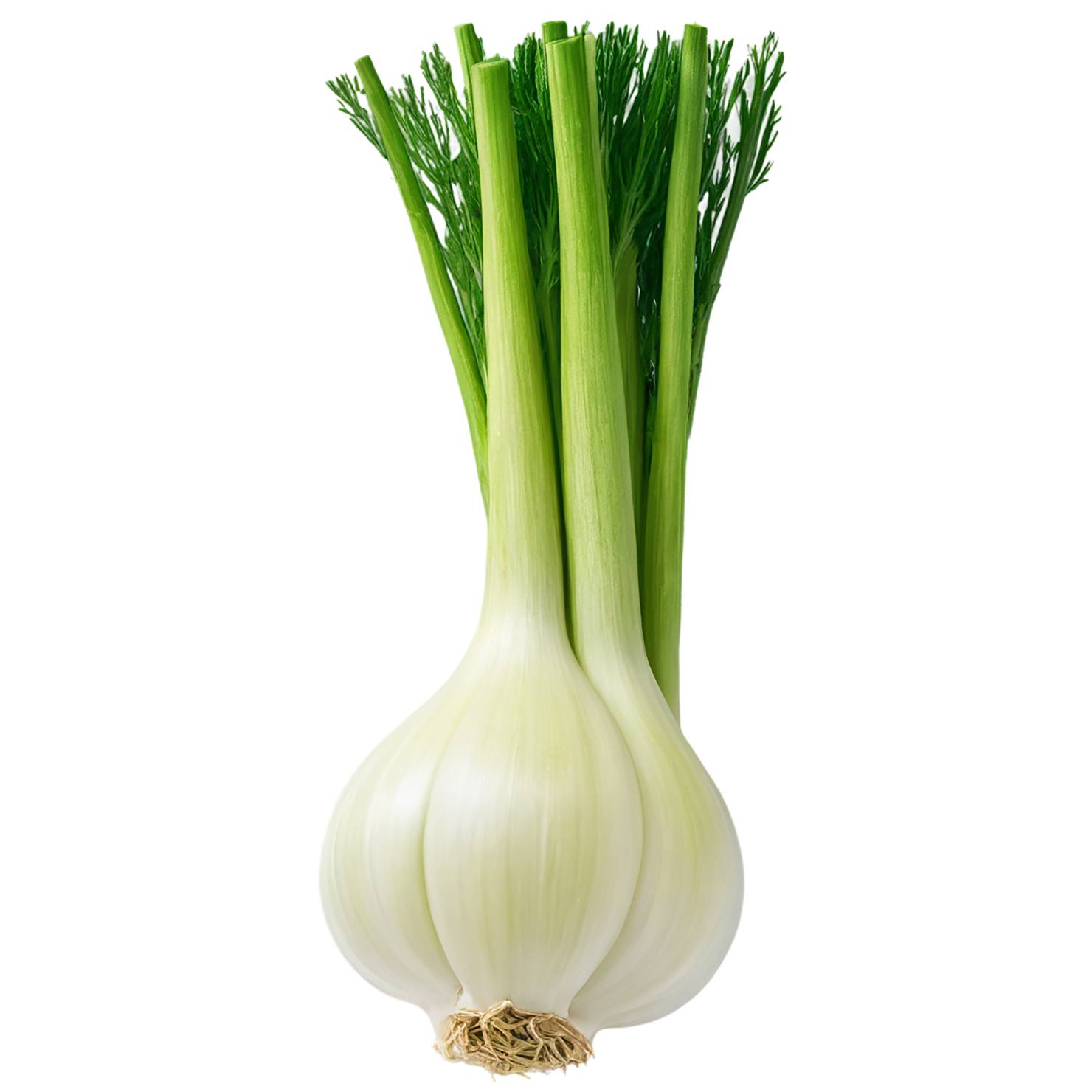 Fennel Herbs isolated on transparent background, #7025