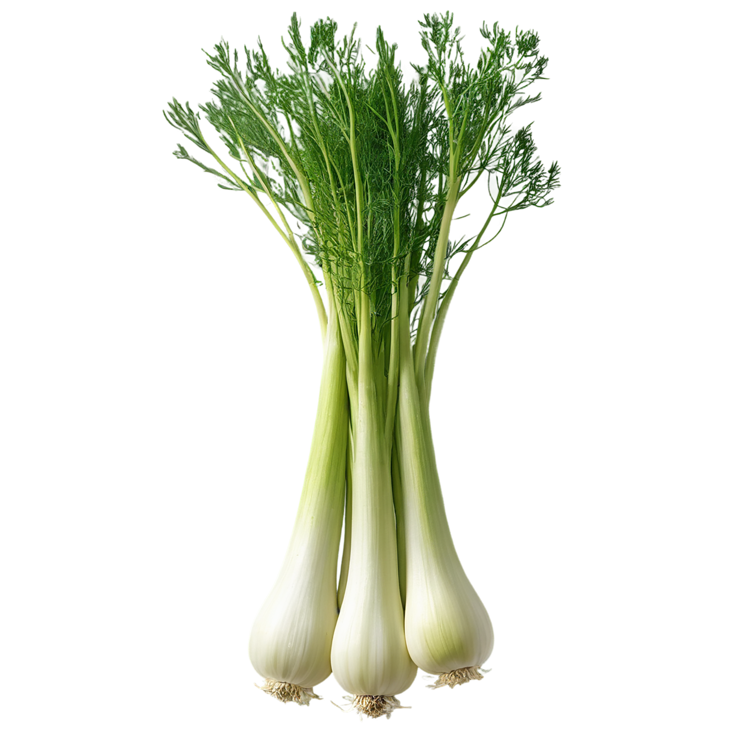 Fennel Herbs isolated on transparent background, #7026