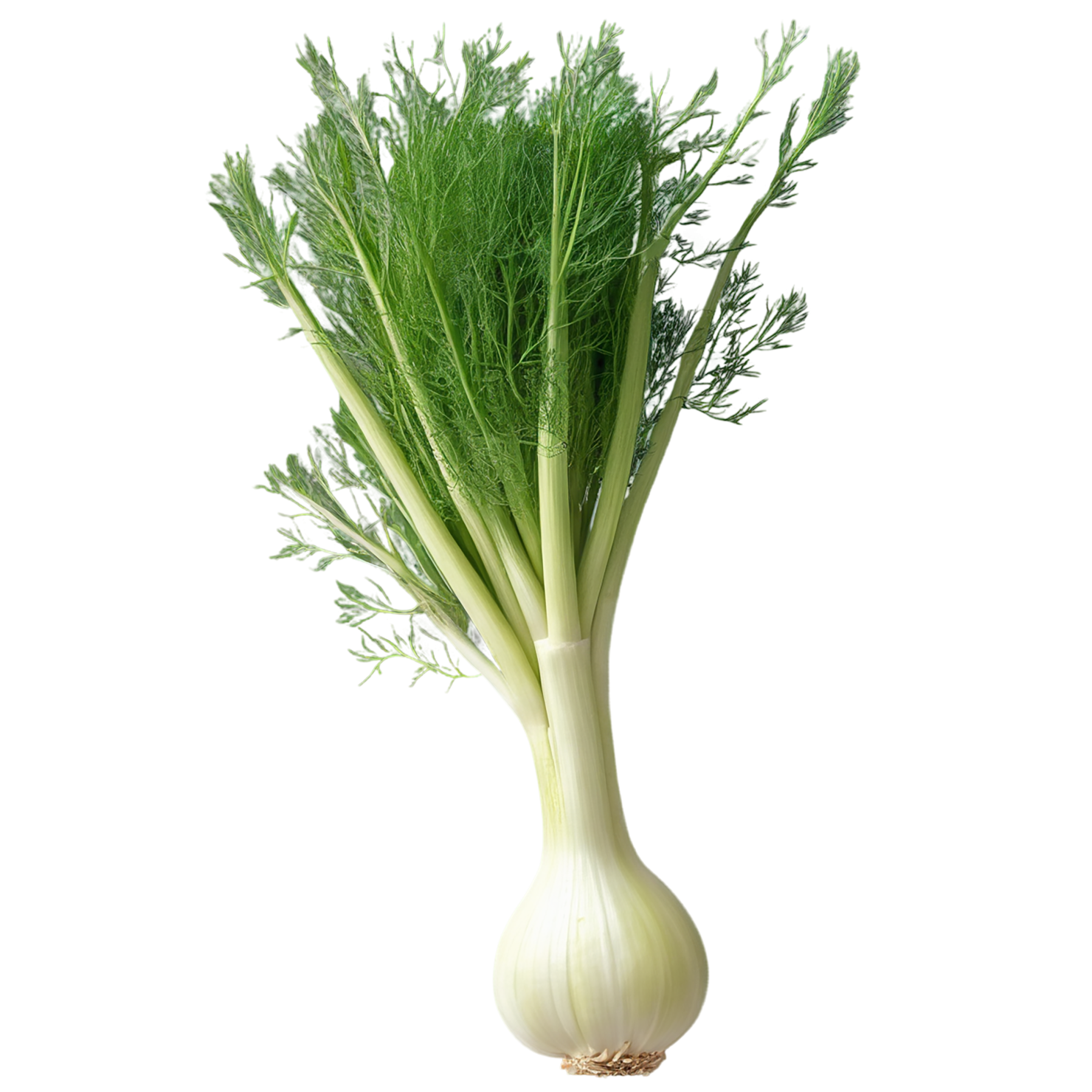 Fennel Herbs isolated on transparent background, #7027