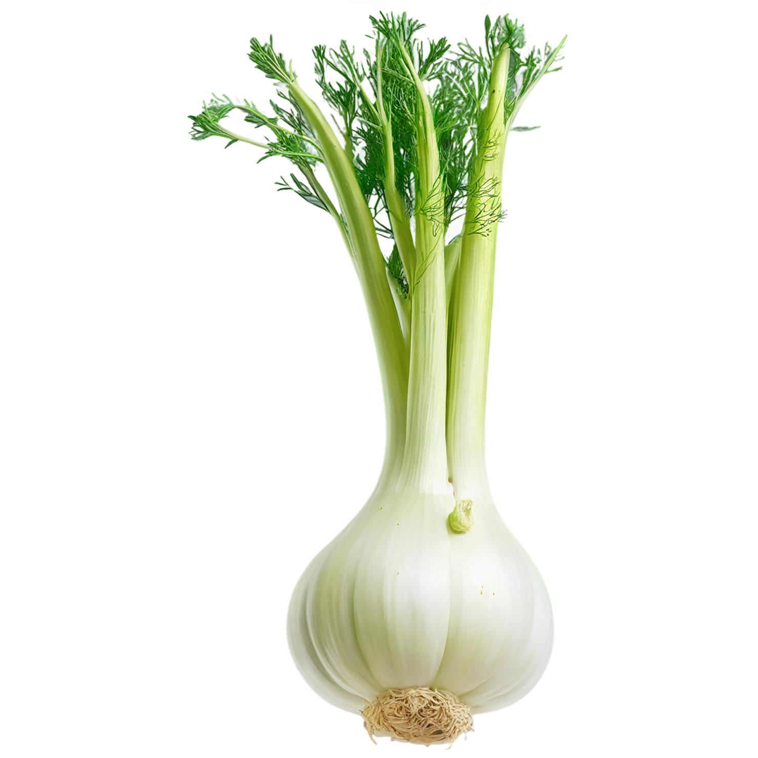 Fennel Herbs isolated on transparent background, #7028