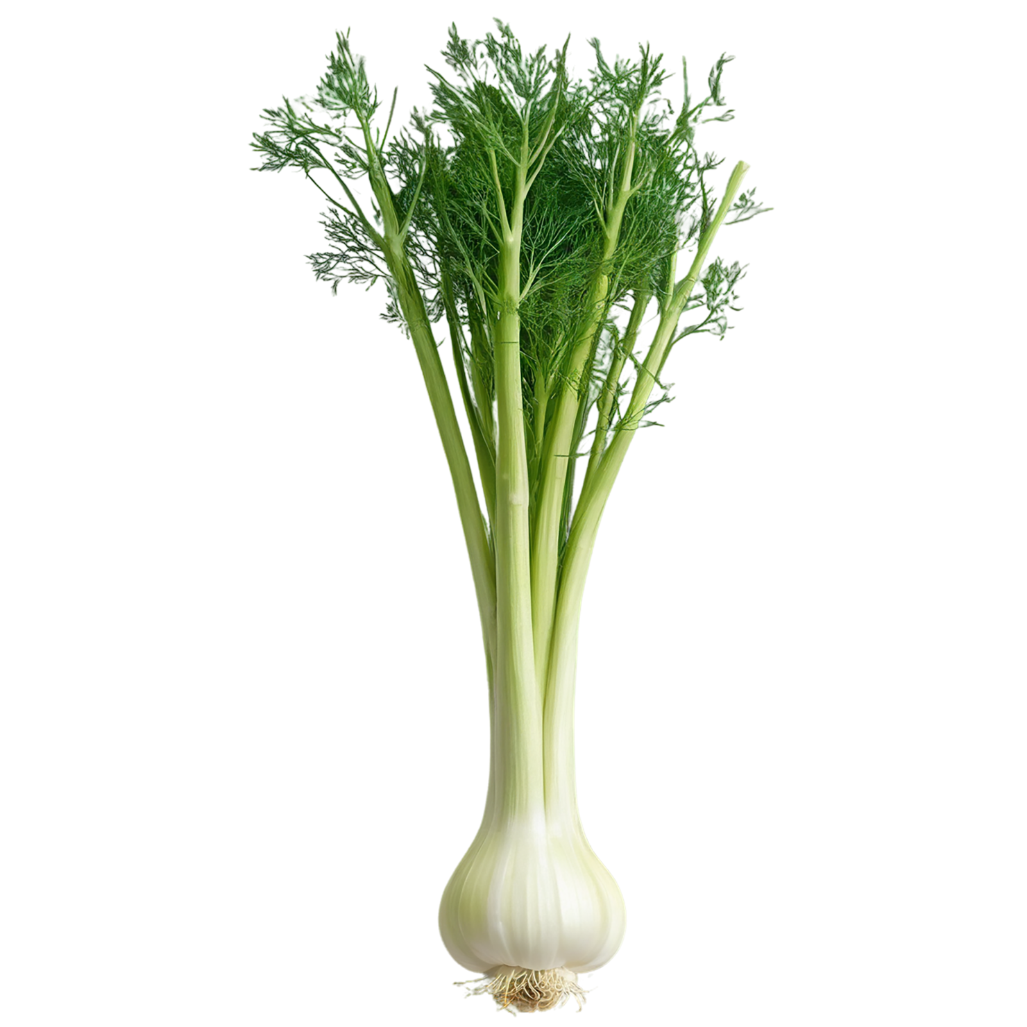 Fennel Herbs isolated on transparent background, #7029