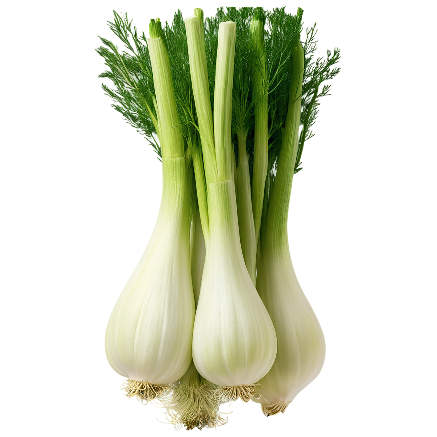 Fennel Herbs isolated on transparent background, #7031