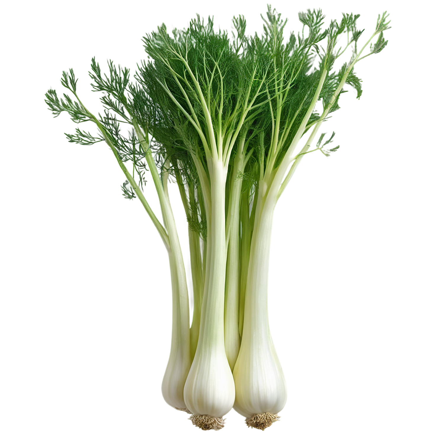 Fennel Herbs isolated on transparent background, #7033