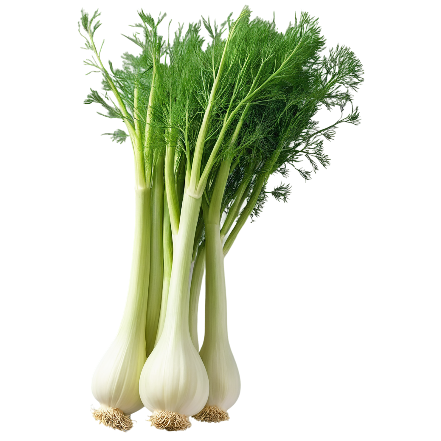 Fennel Herbs isolated on transparent background, #7034