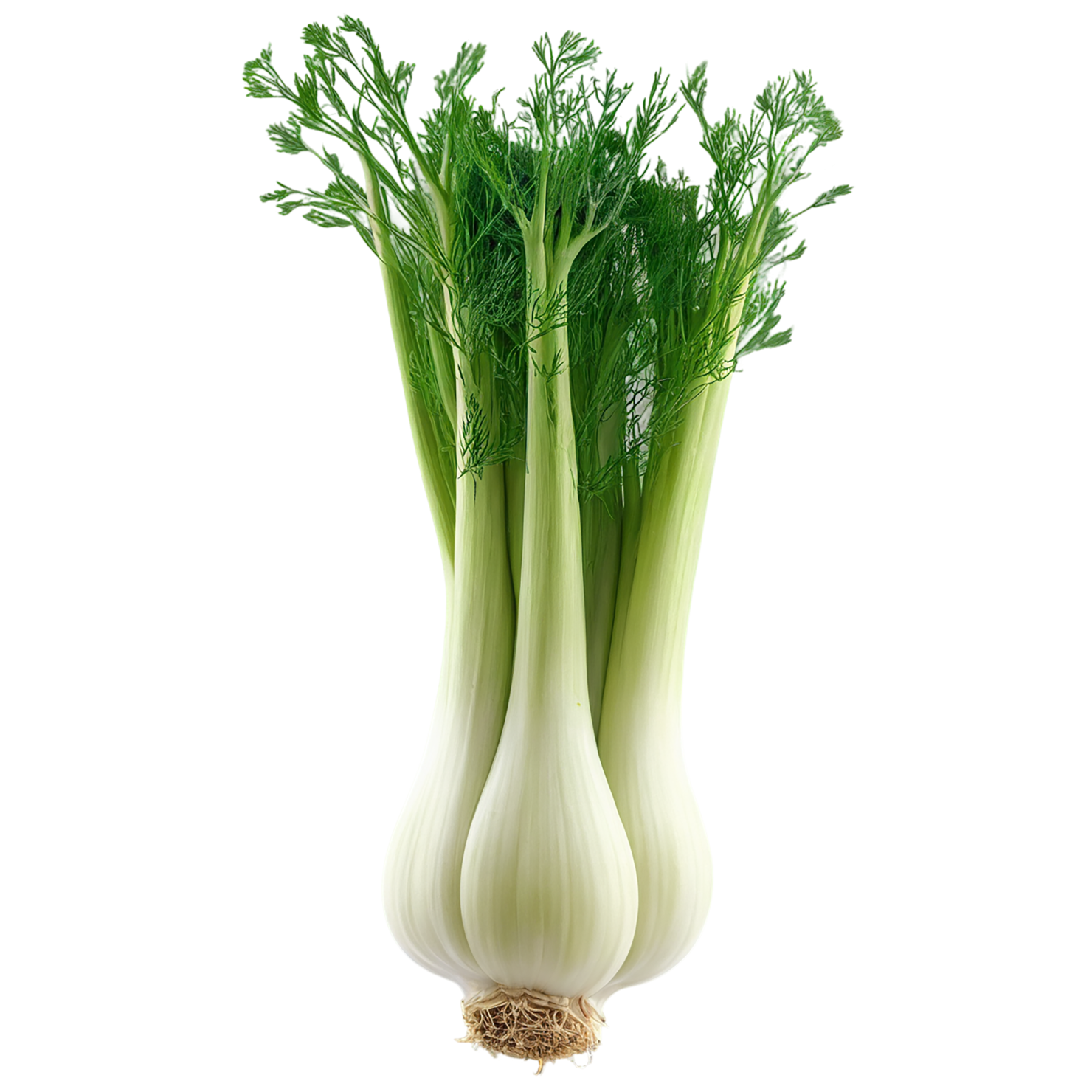 Fennel Herbs isolated on transparent background, #7035