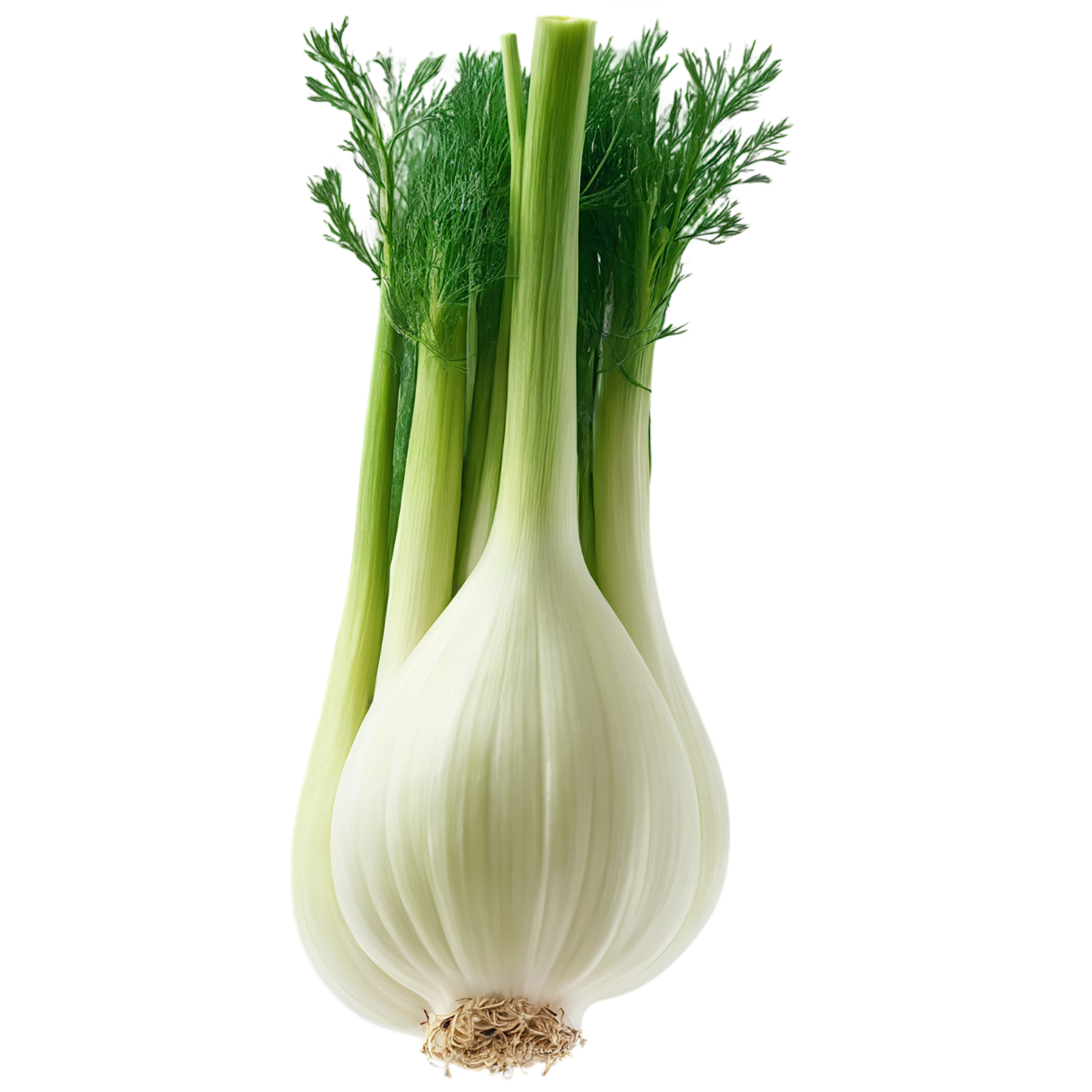 Fennel Herbs isolated on transparent background, #7038