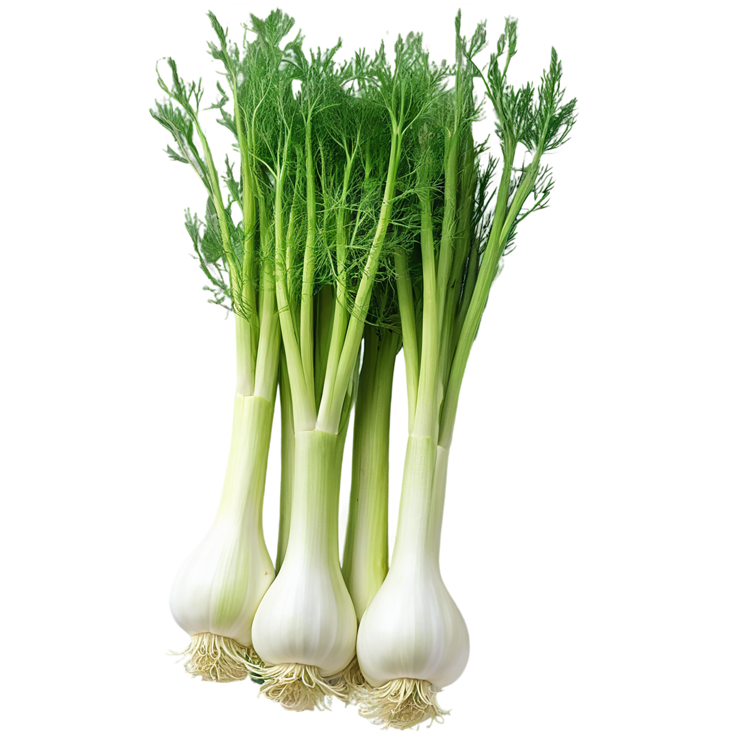 Fennel Herbs isolated on transparent background, #7039