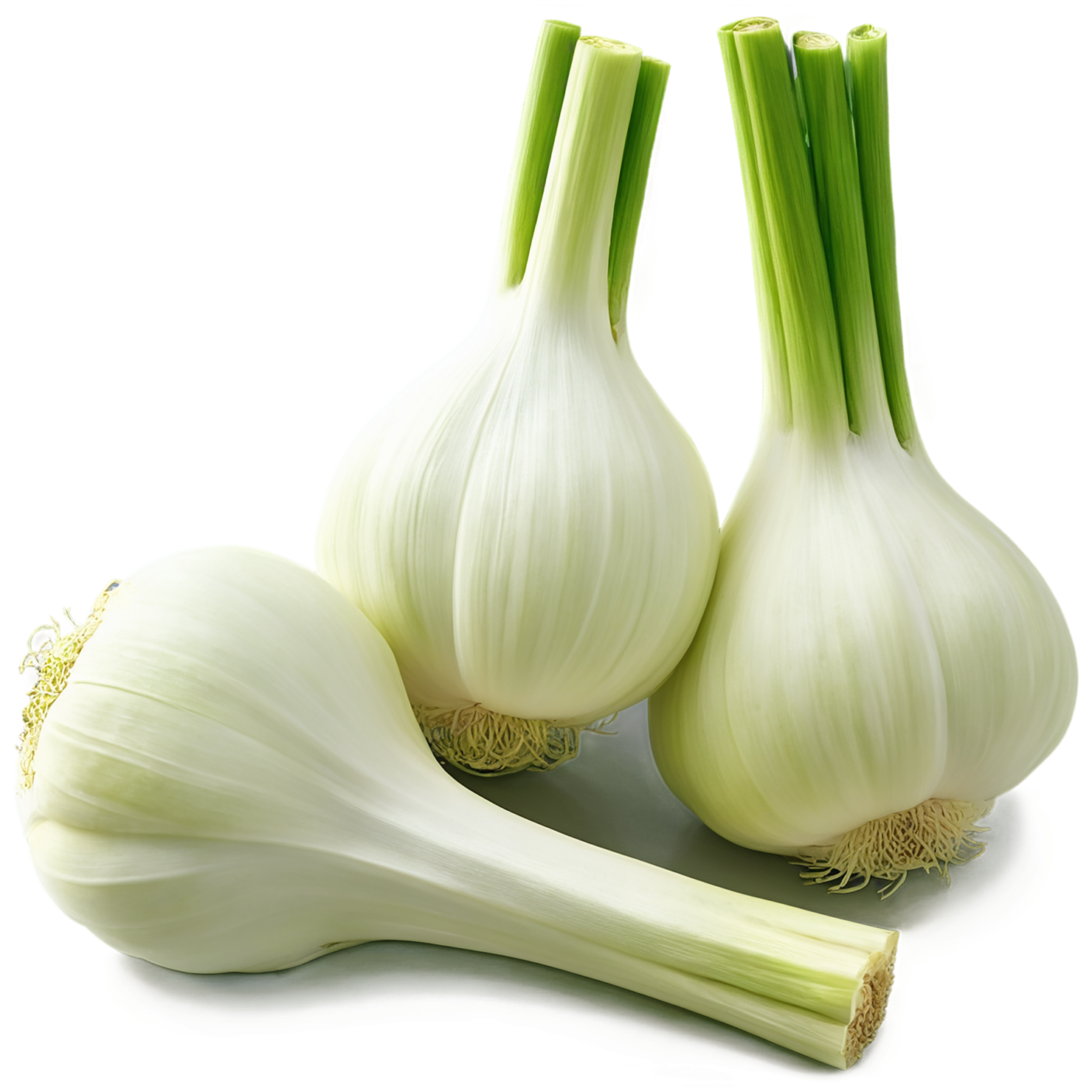 Fennel Herbs isolated on transparent background, #7042