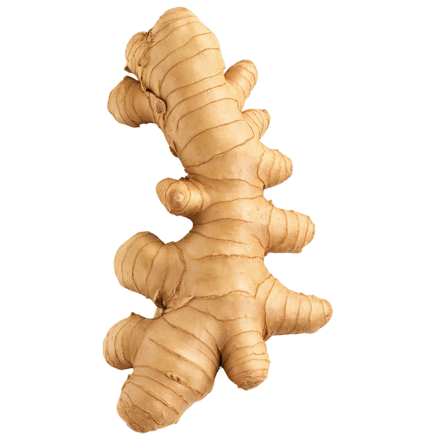 Ginger Herbs isolated on transparent background, #7073