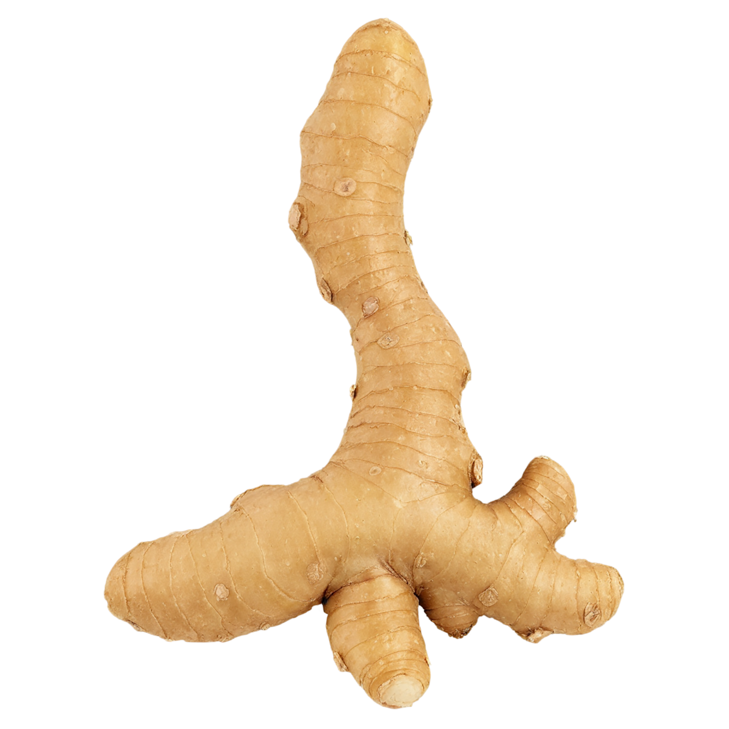 Ginger Herbs isolated on transparent background, #7076