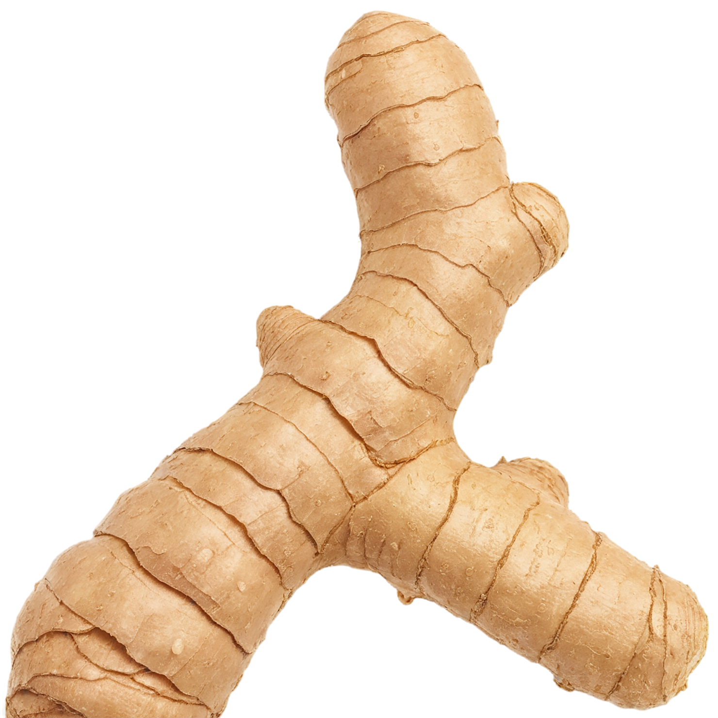 Ginger Herbs isolated on transparent background, #7078