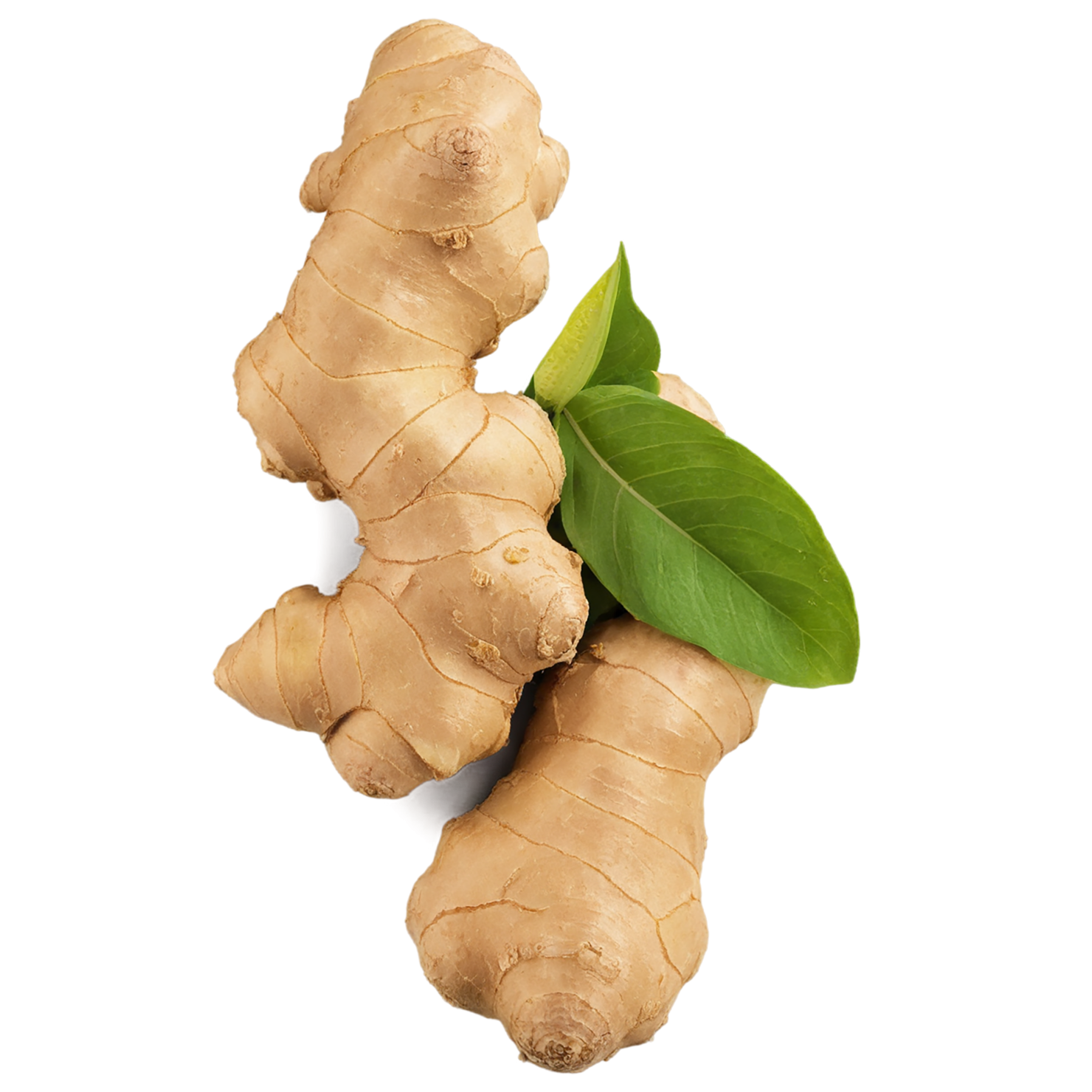 Ginger Herbs isolated on transparent background, #7098