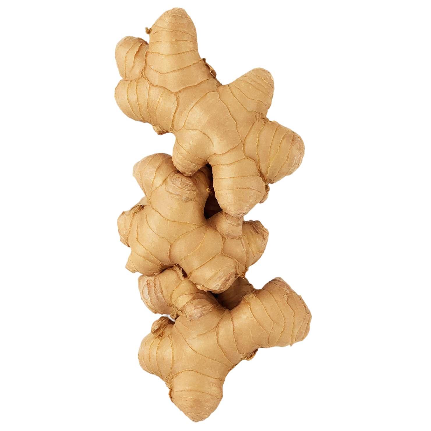 Ginger Herbs isolated on transparent background, #7099