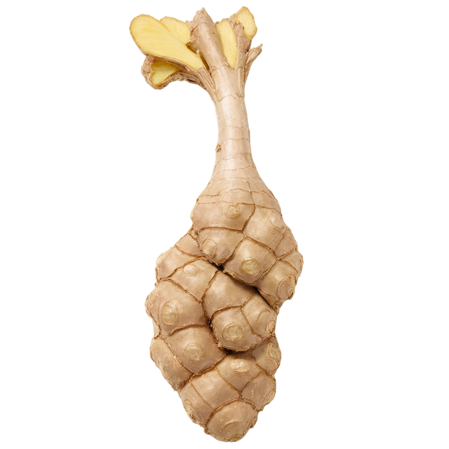 Ginger Herbs isolated on transparent background, #7100