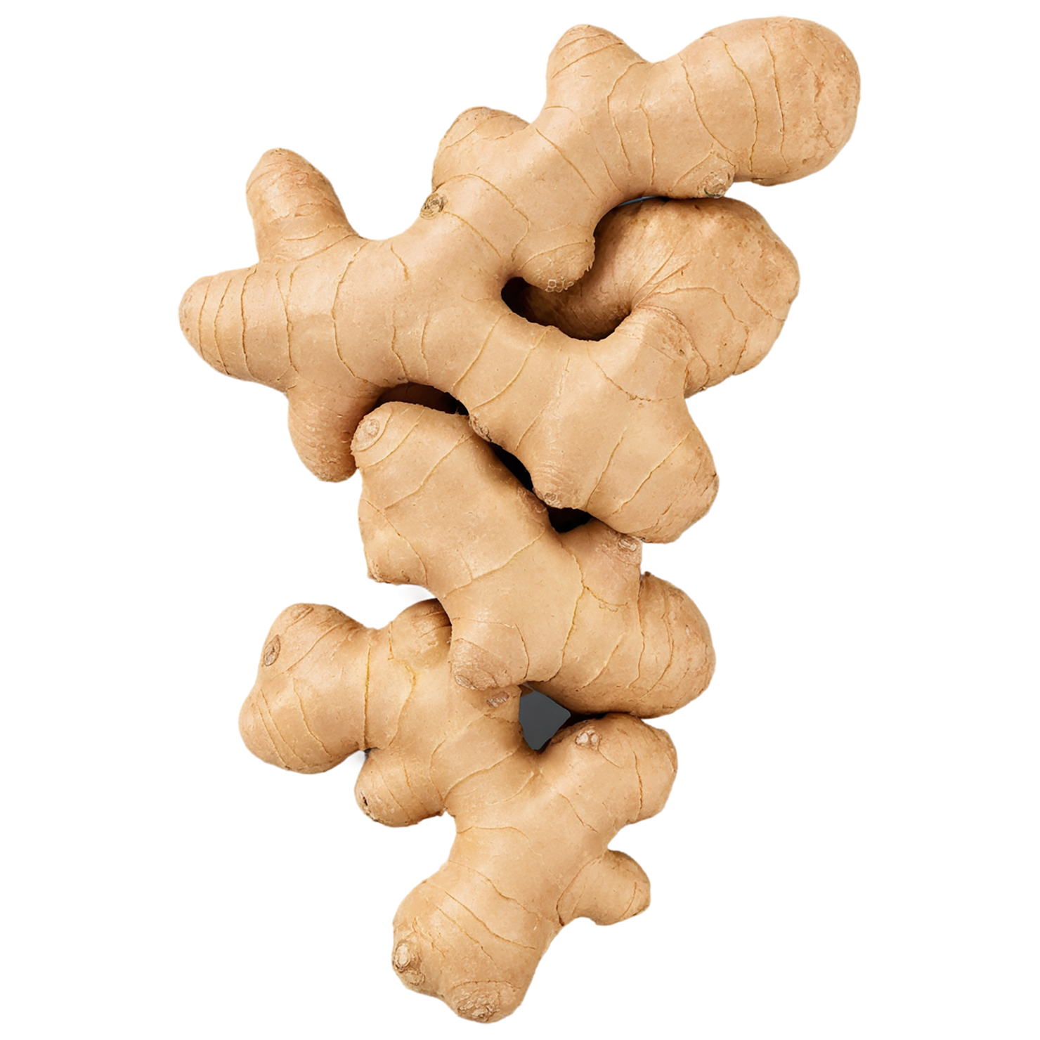 Ginger Herbs isolated on transparent background, #7101