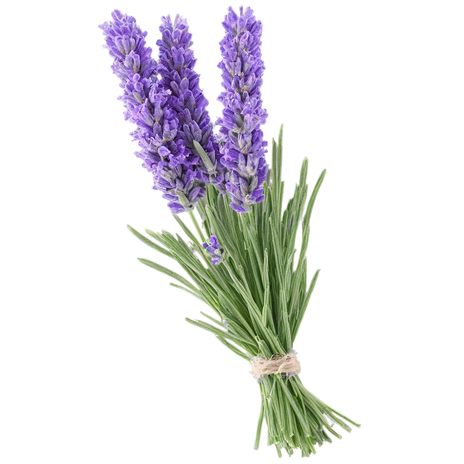 Lavender Herbs isolated on transparent background, #7103