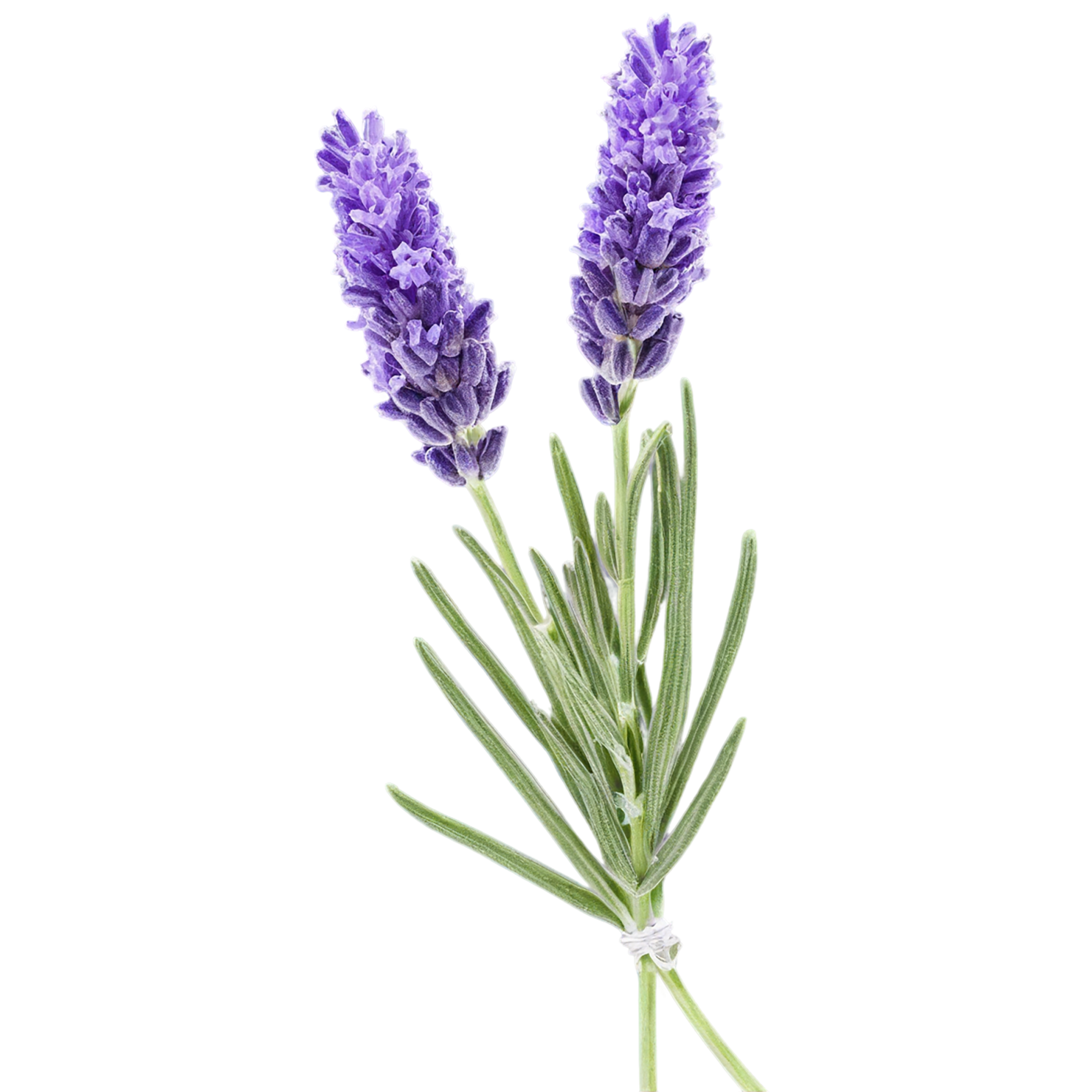 Lavender Herbs isolated on transparent background, #7106