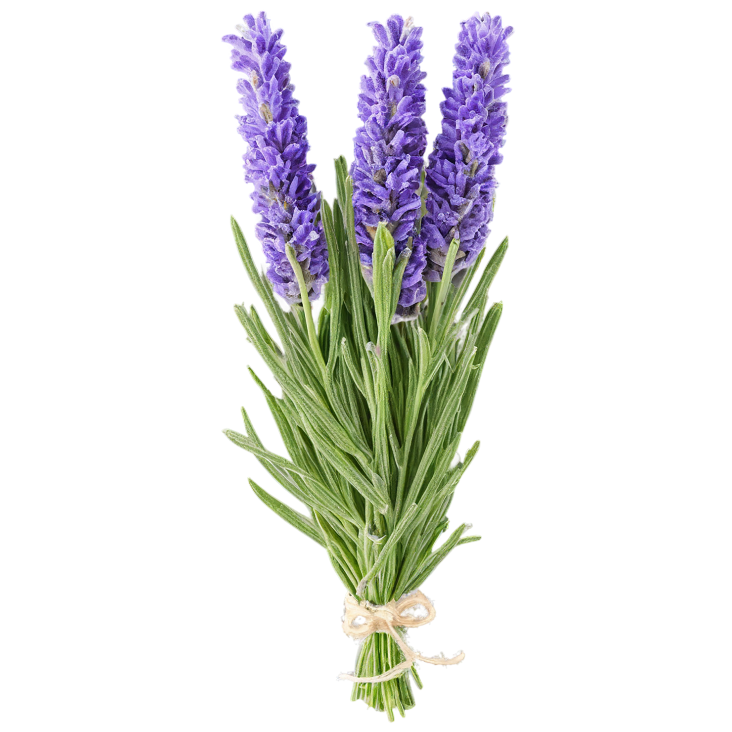 Lavender Herbs isolated on transparent background, #7107