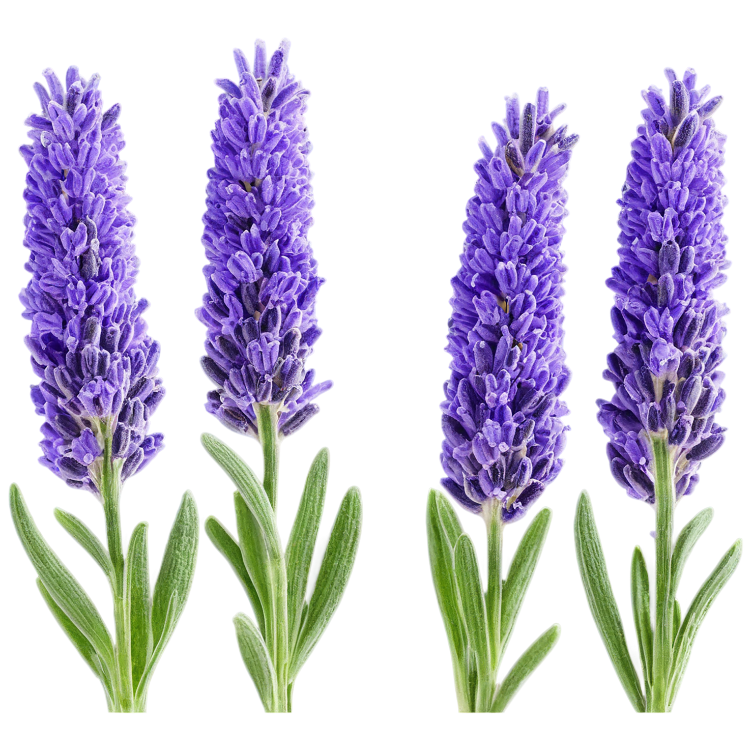 Lavender Herbs isolated on transparent background, #7108