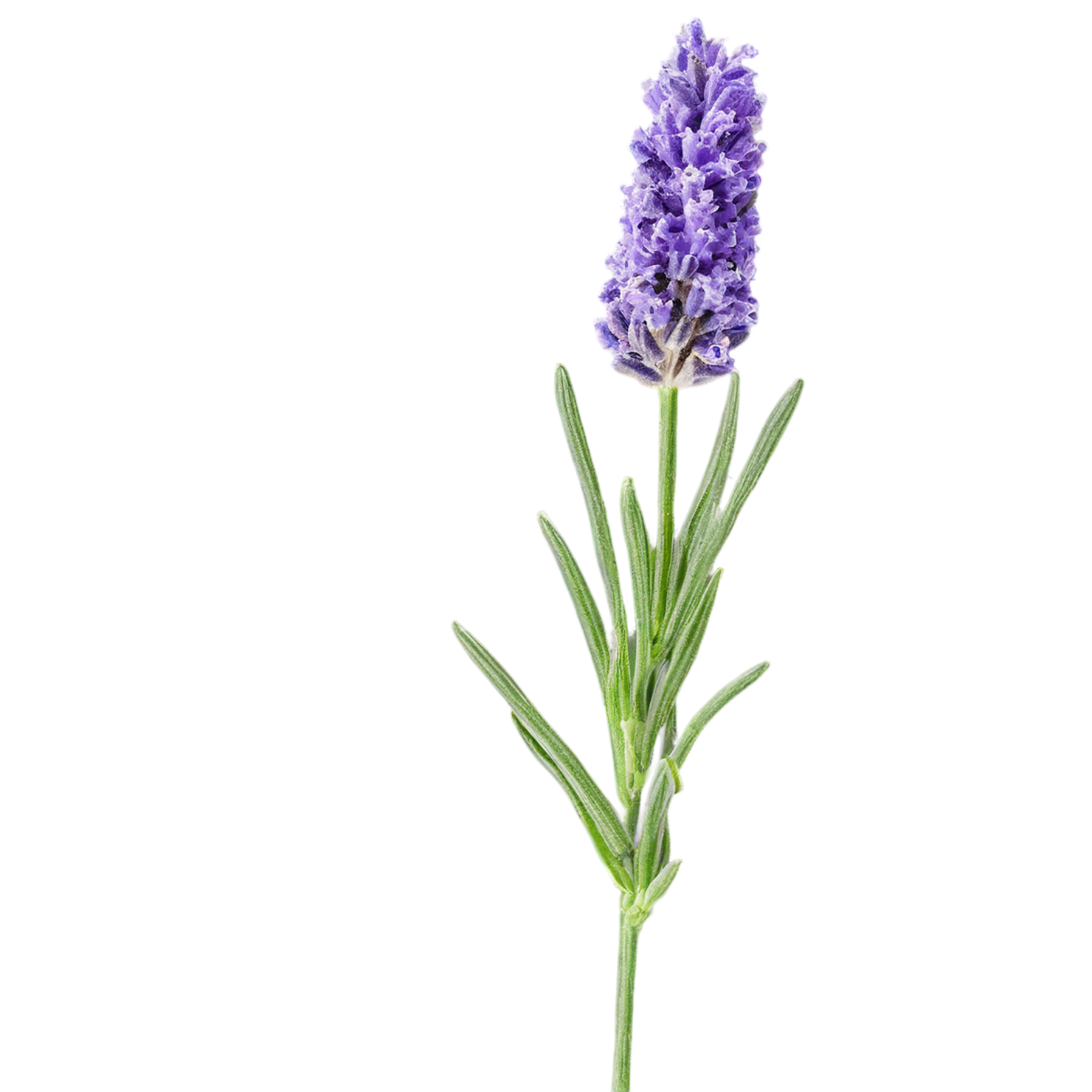 Lavender Herbs isolated on transparent background, #7109