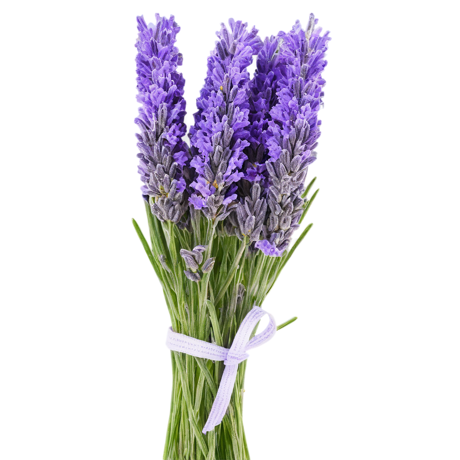 Lavender Herbs isolated on transparent background, #7110