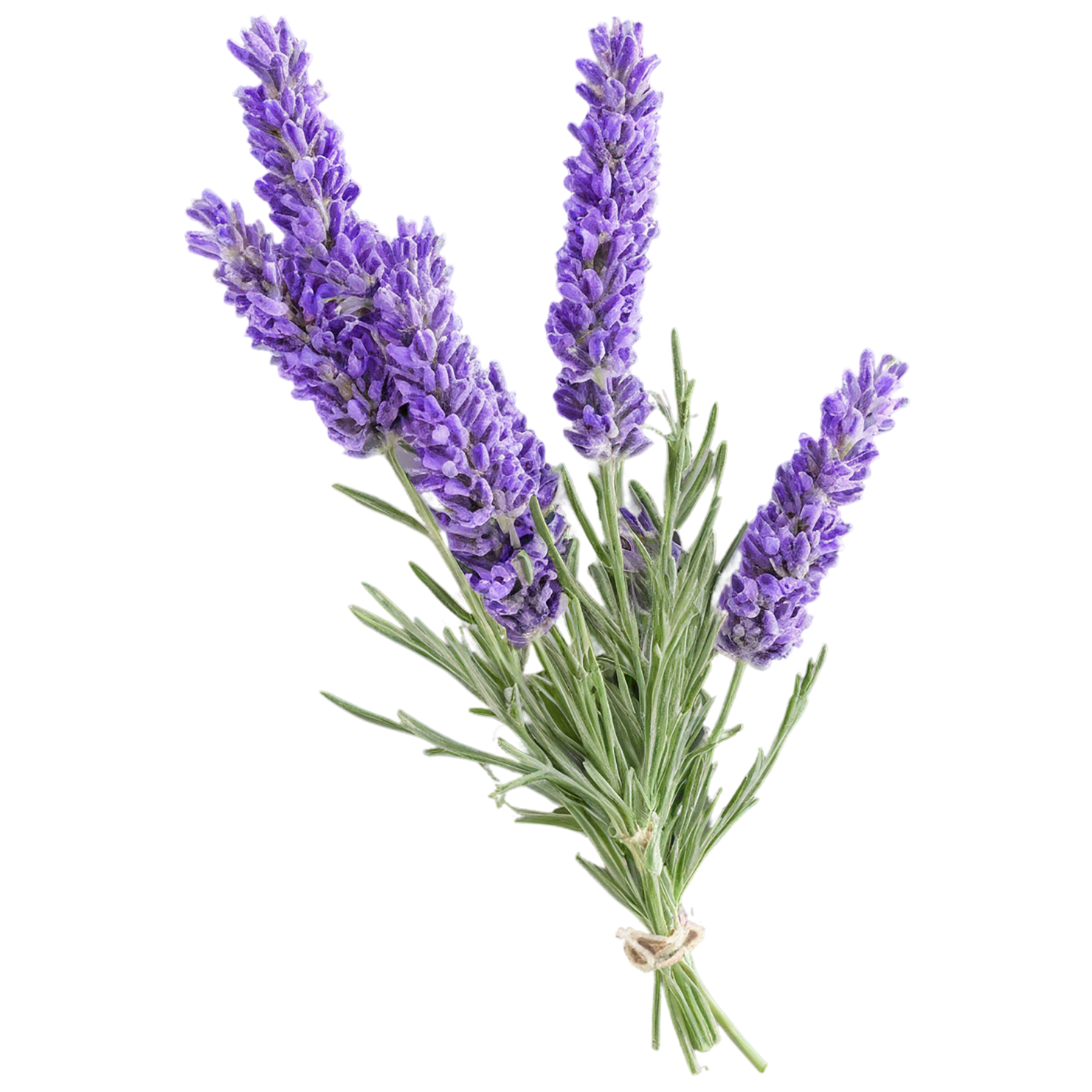 Lavender Herbs isolated on transparent background, #7111