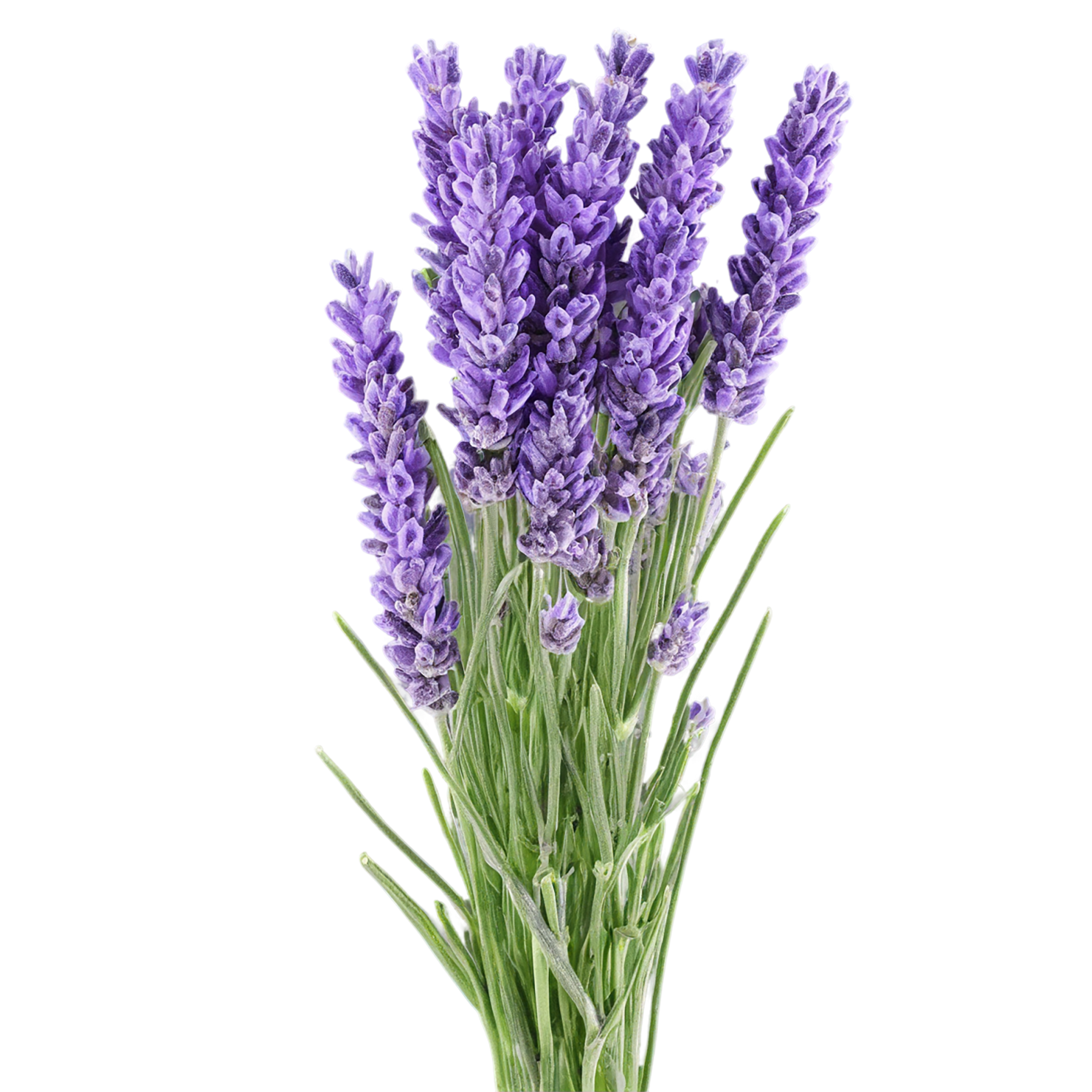 Lavender Herbs isolated on transparent background, #7112