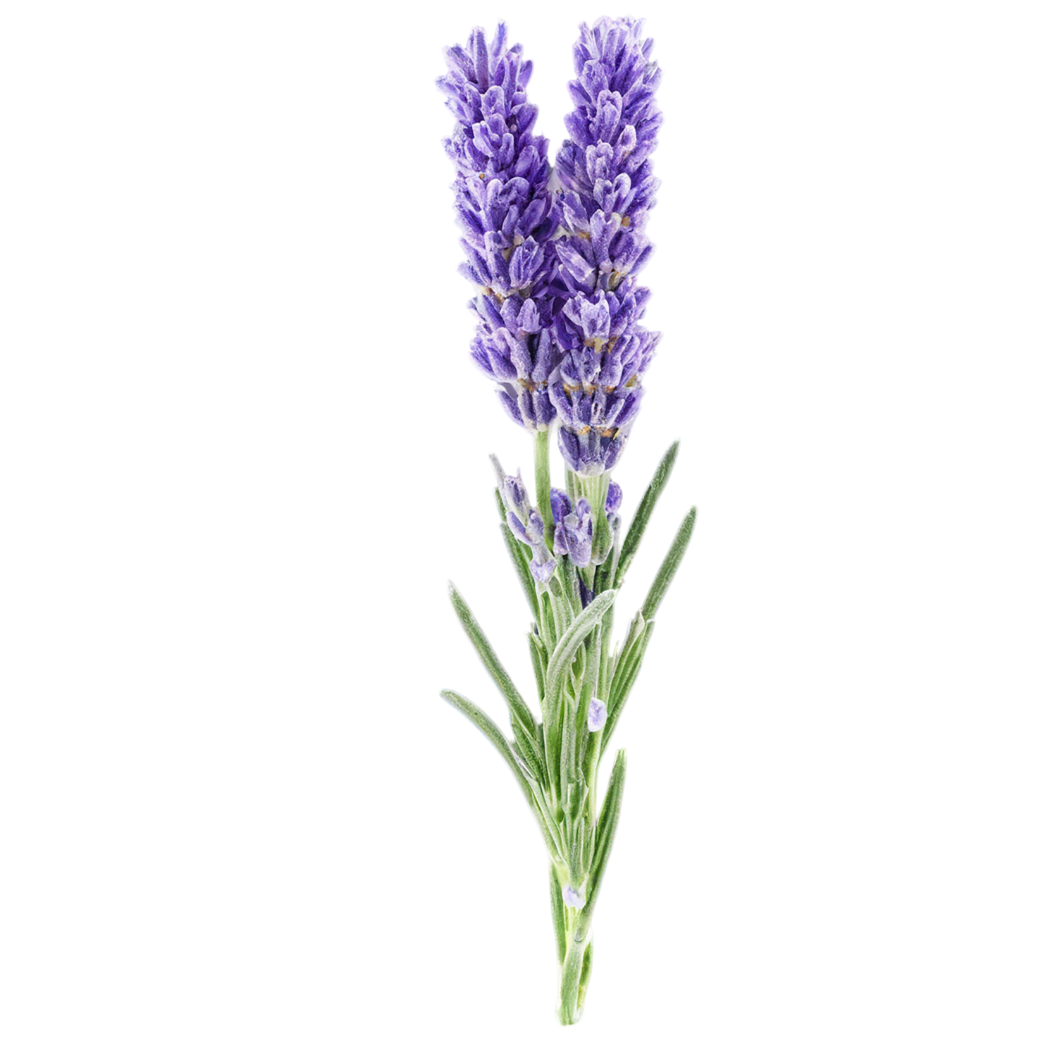 Lavender Herbs isolated on transparent background, #7113