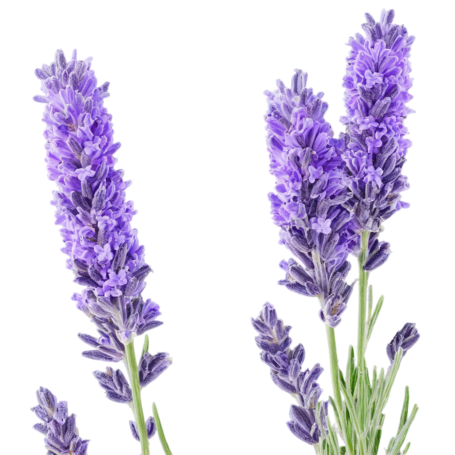 Lavender Herbs isolated on transparent background, #7114