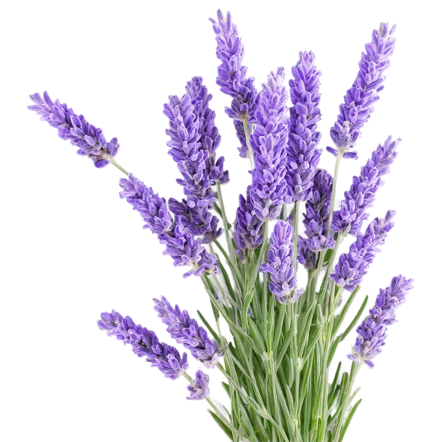 Lavender Herbs isolated on transparent background, #7116