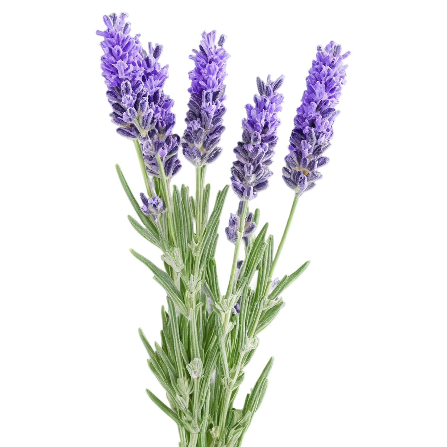 Lavender Herbs isolated on transparent background, #7118