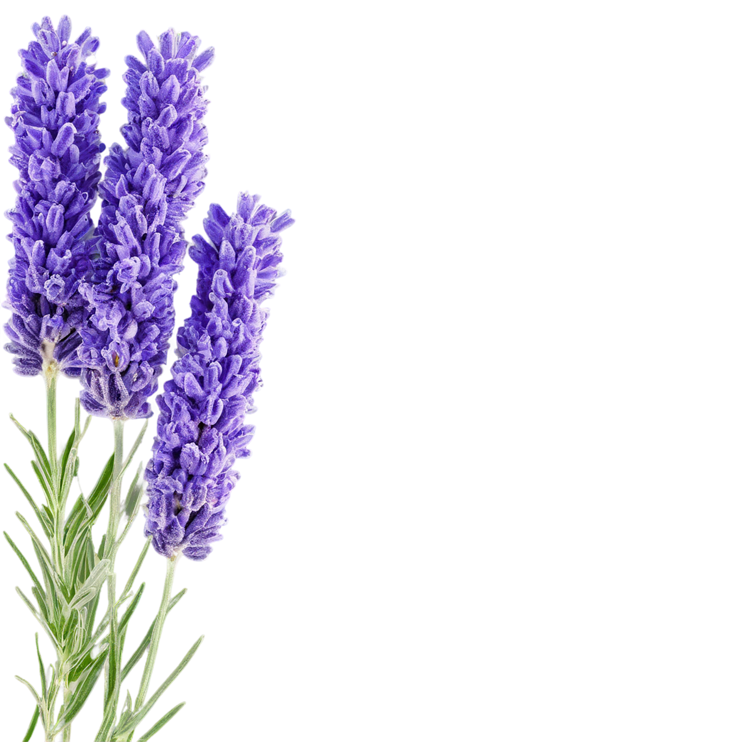Lavender Herbs isolated on transparent background, #7119