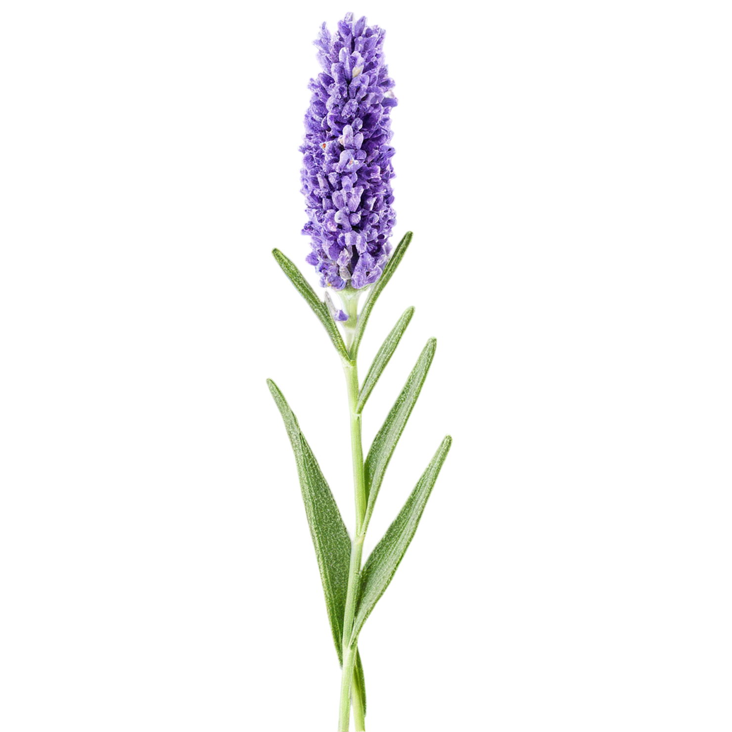 Lavender Herbs isolated on transparent background, #7120
