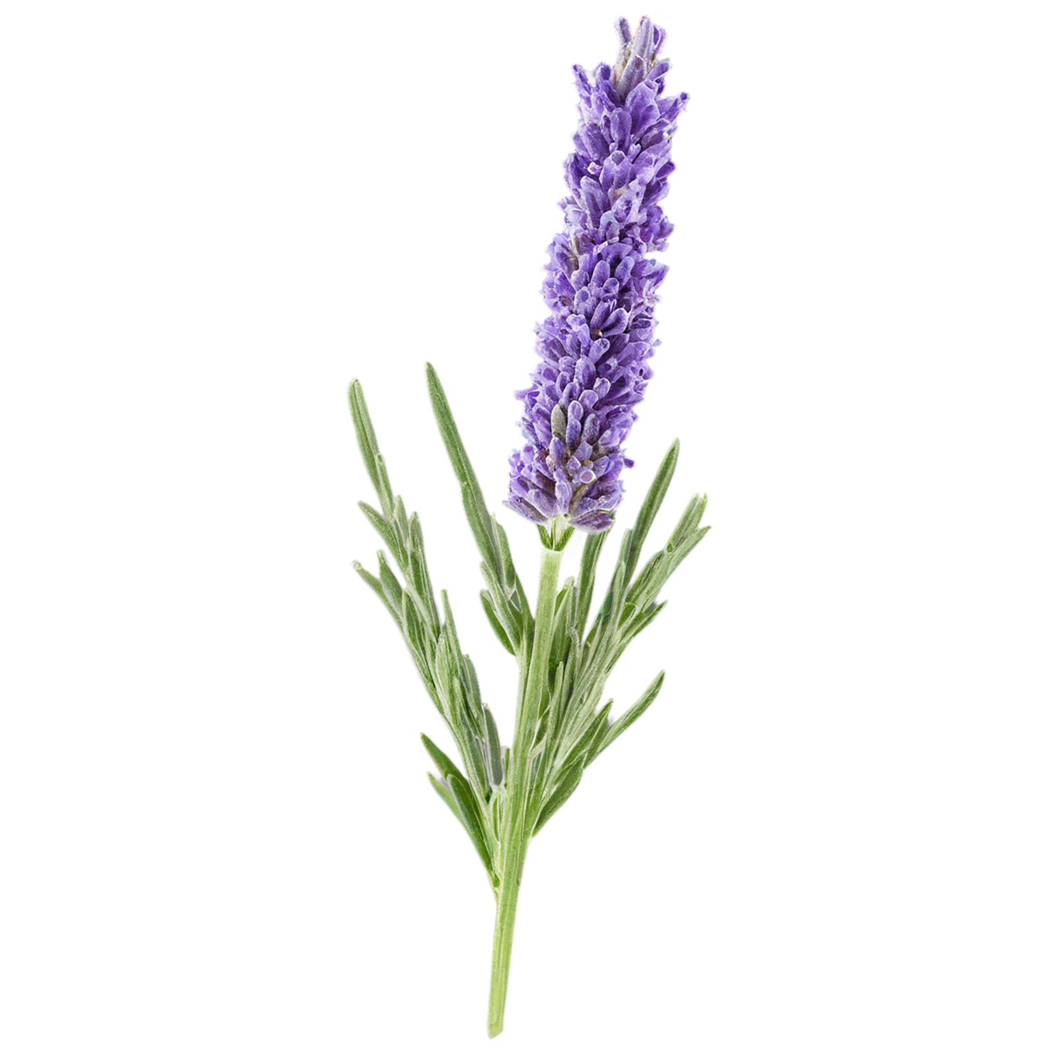 Lavender Herbs isolated on transparent background, #7122