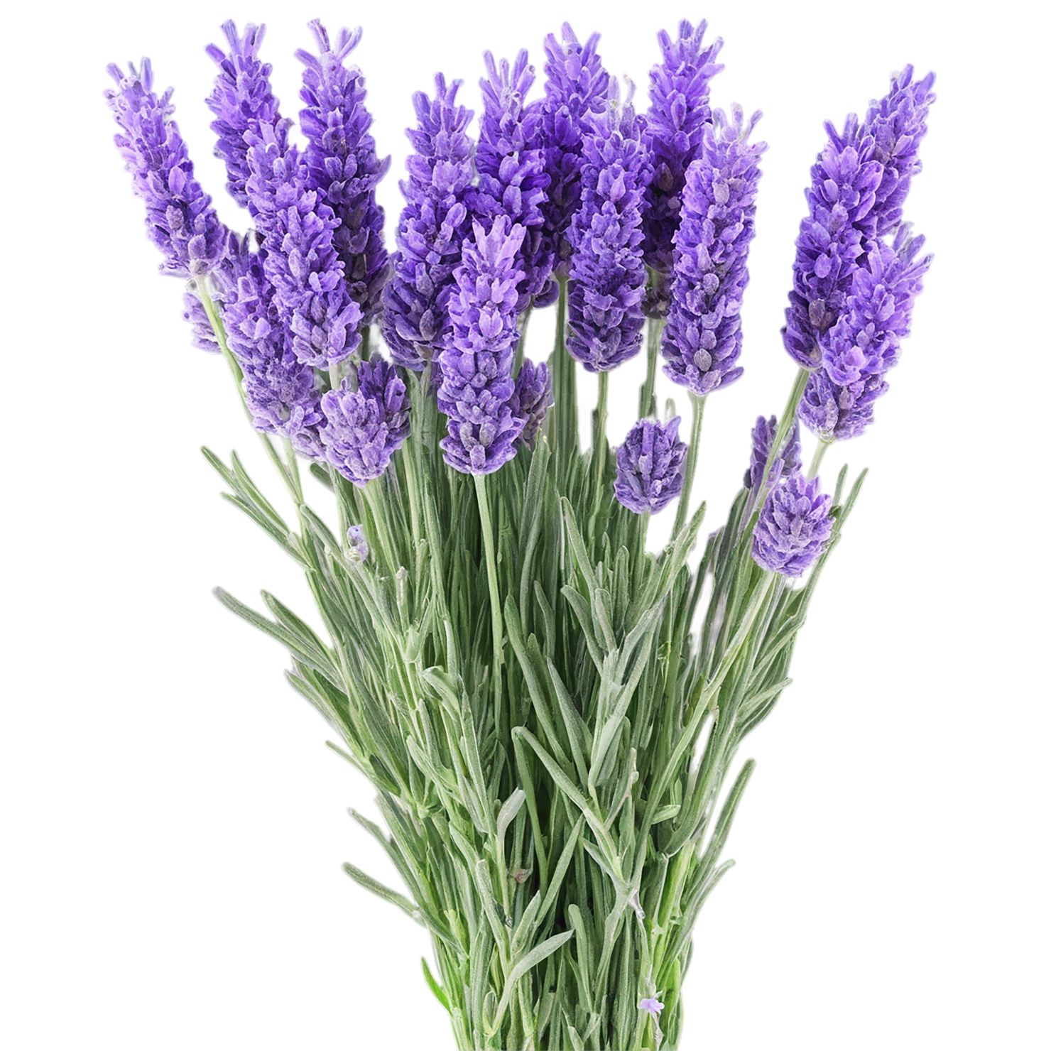 Lavender Herbs isolated on transparent background, #7123