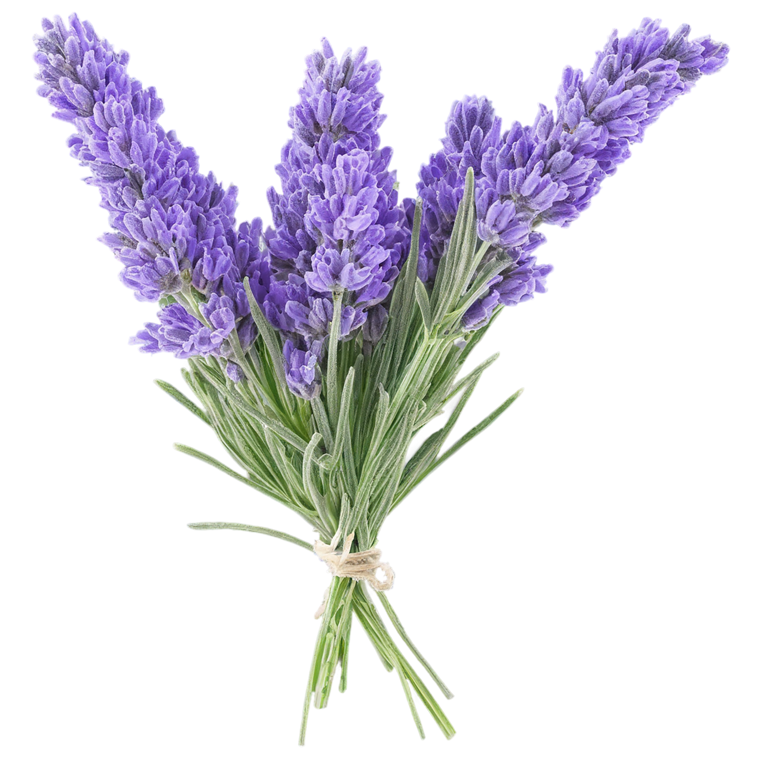 Lavender Herbs isolated on transparent background, #7126